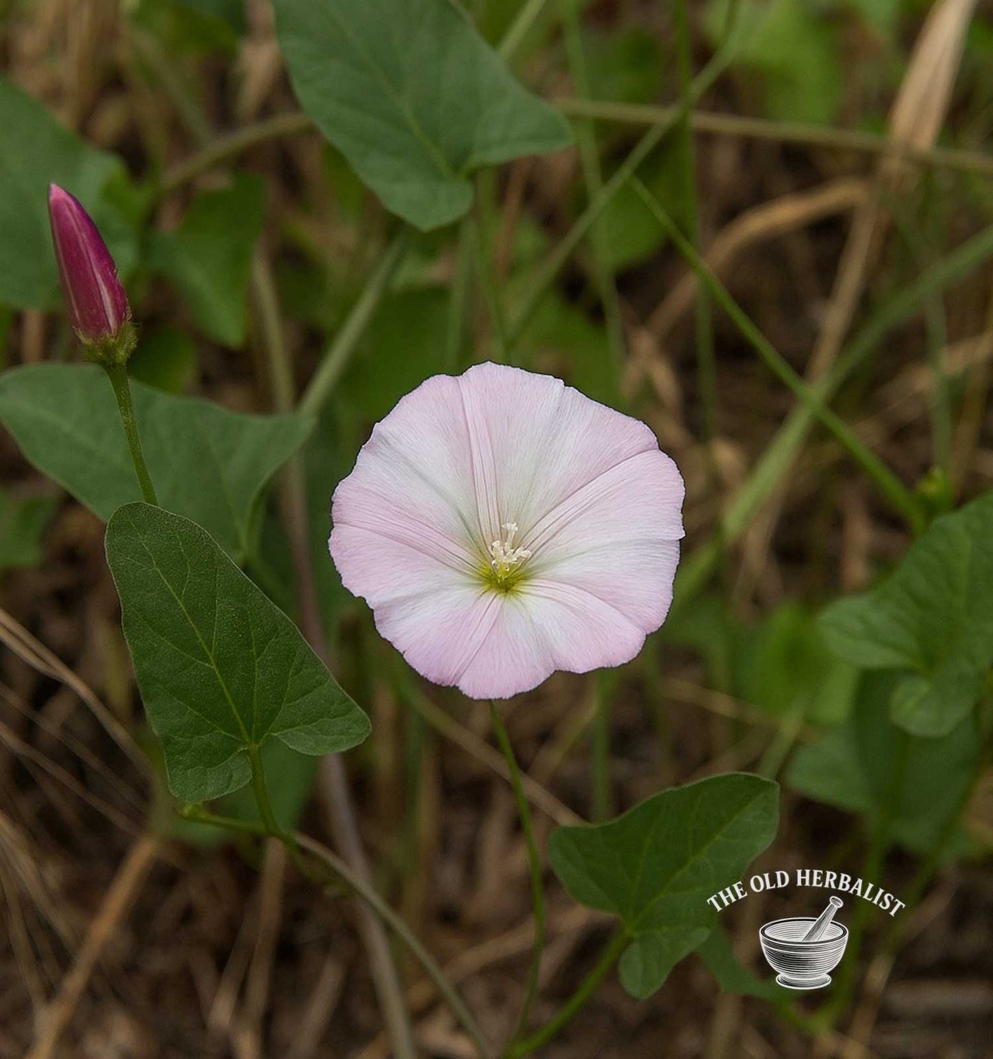 Bindweed Herb – Convolvulus arvensis
