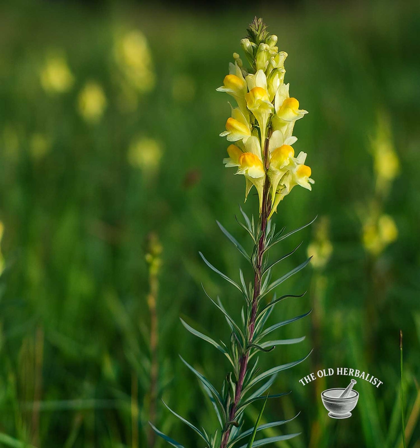 Yellow Toadflax Herb – Linaria vulgaris