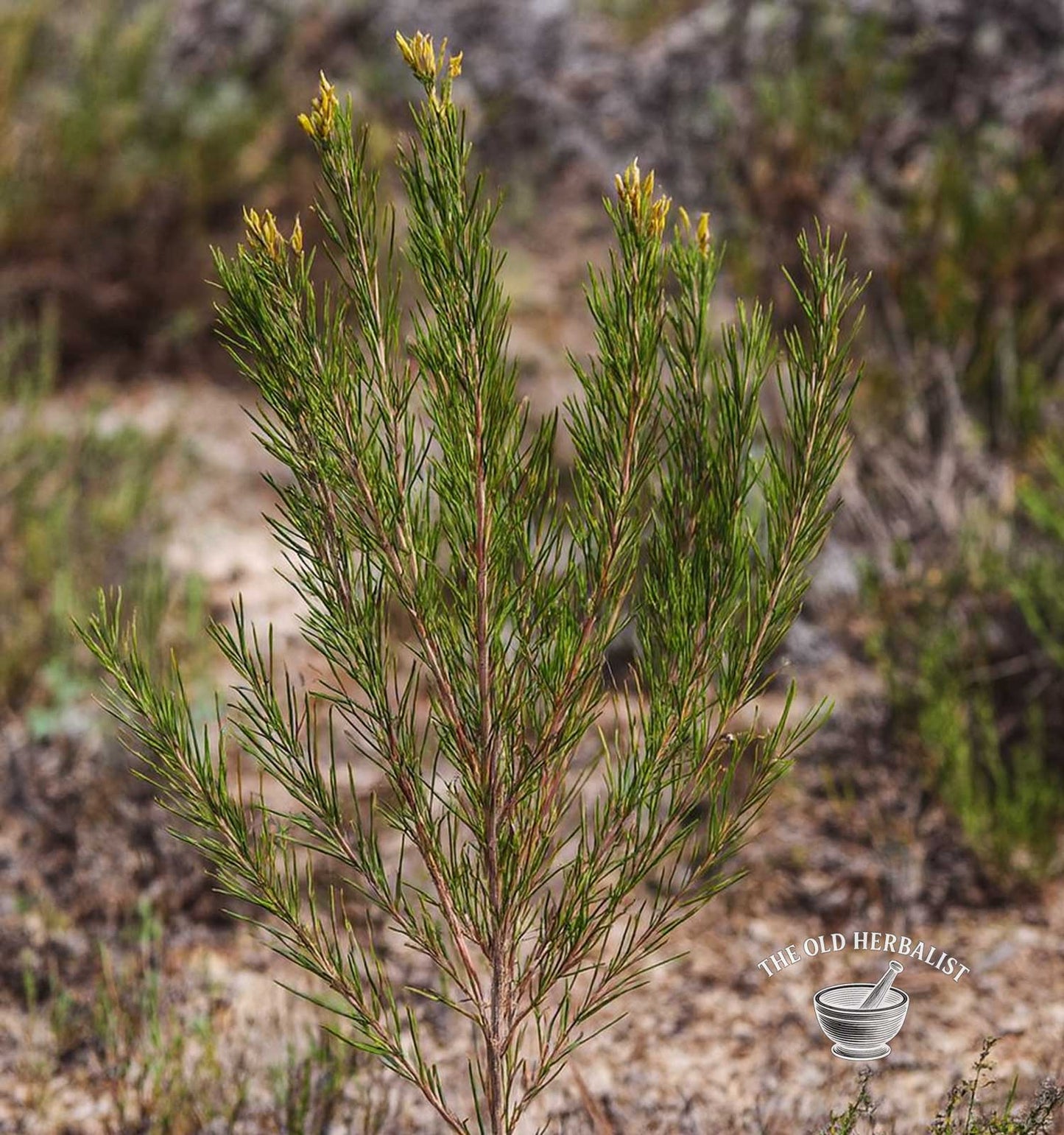 Rooibos Tea – Aspalathus linearis