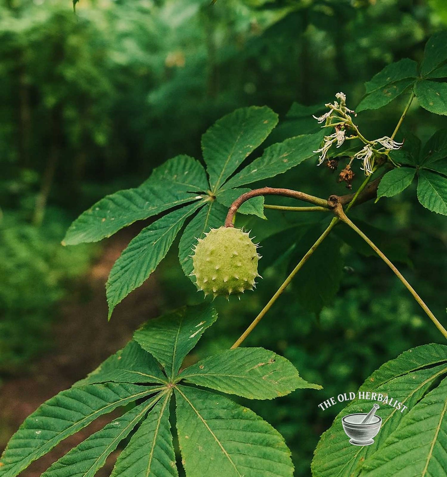 Green chestnut fruit on a leafy branch with a blurred green background