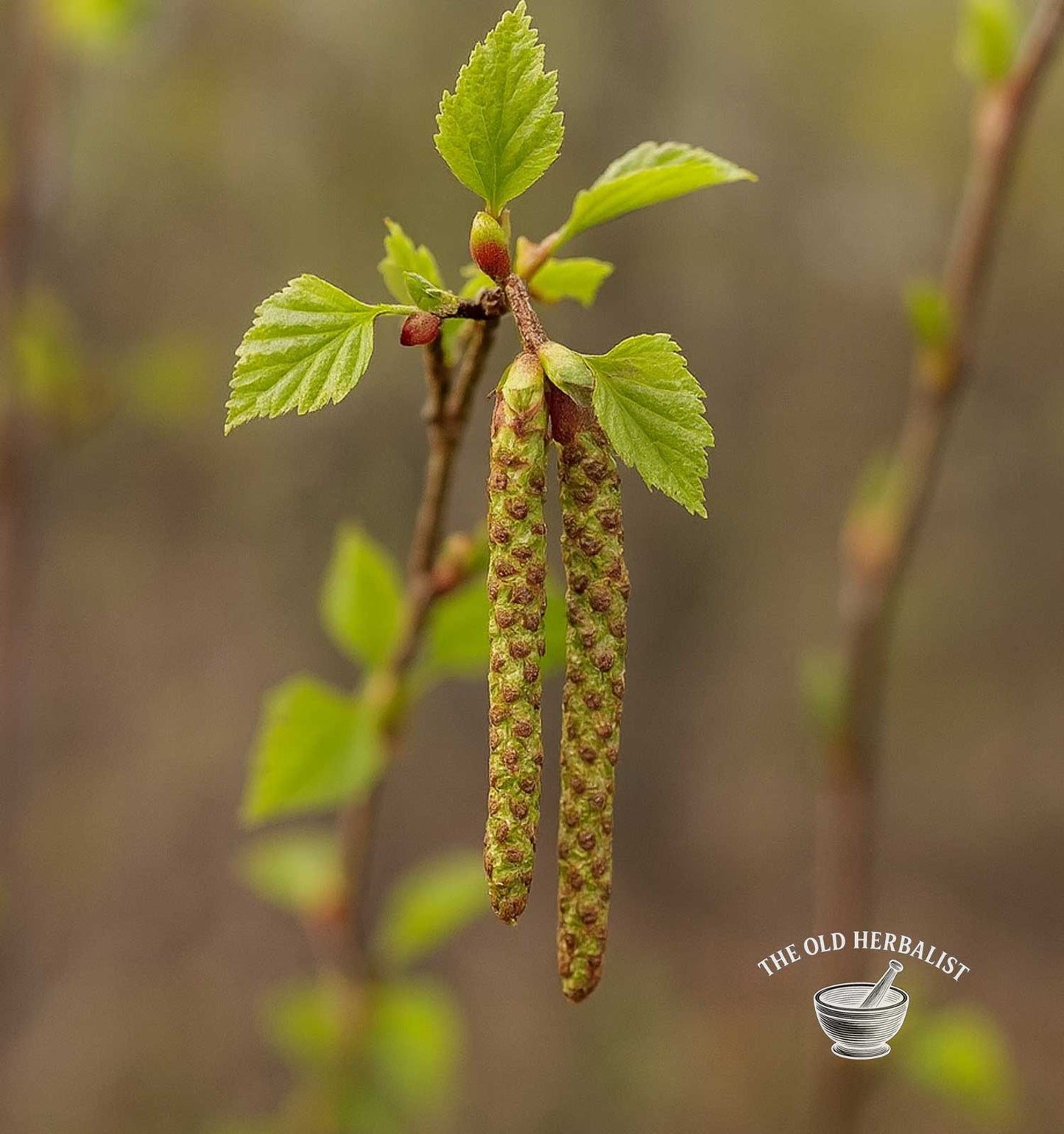 Birch Buds – Betula pendula