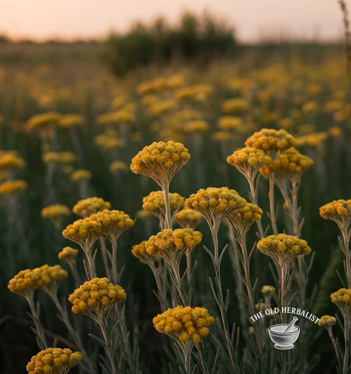 Yellow flowers in a field with 'The Old Herbalist' logo.