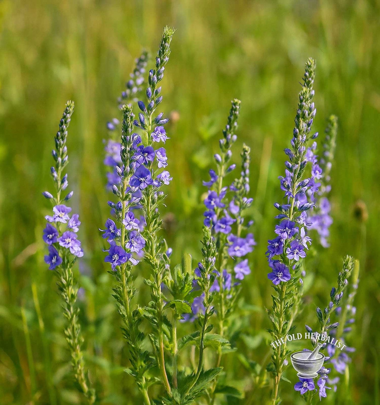 Speedwell Herb – Veronica officinalis