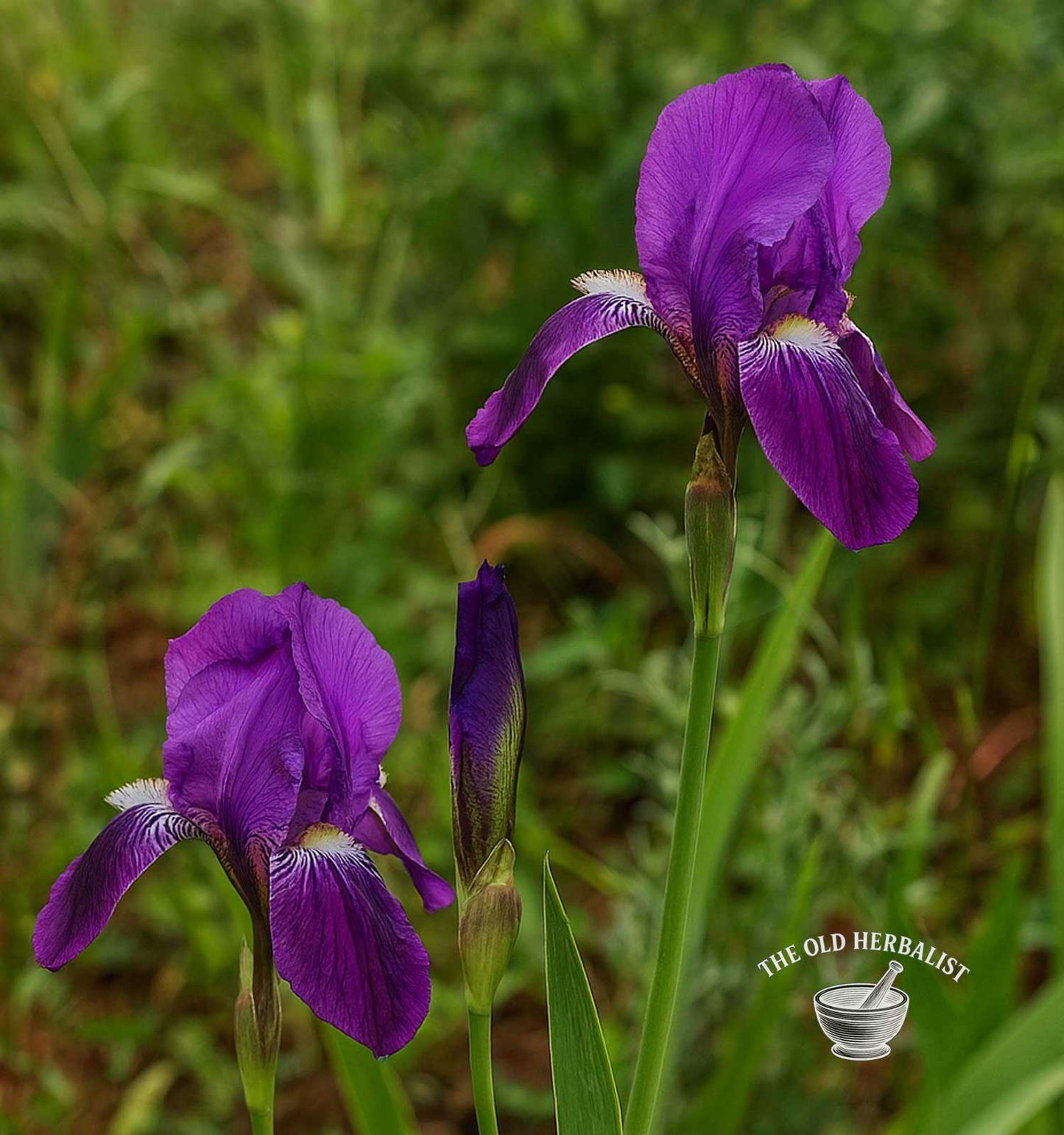 Orris Root – Iris germanica