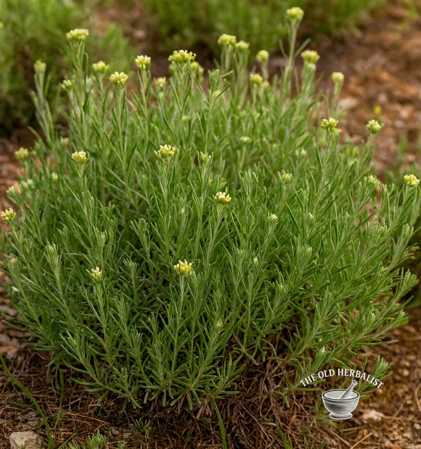 Hot Curry Powder – Curry Spice Blend