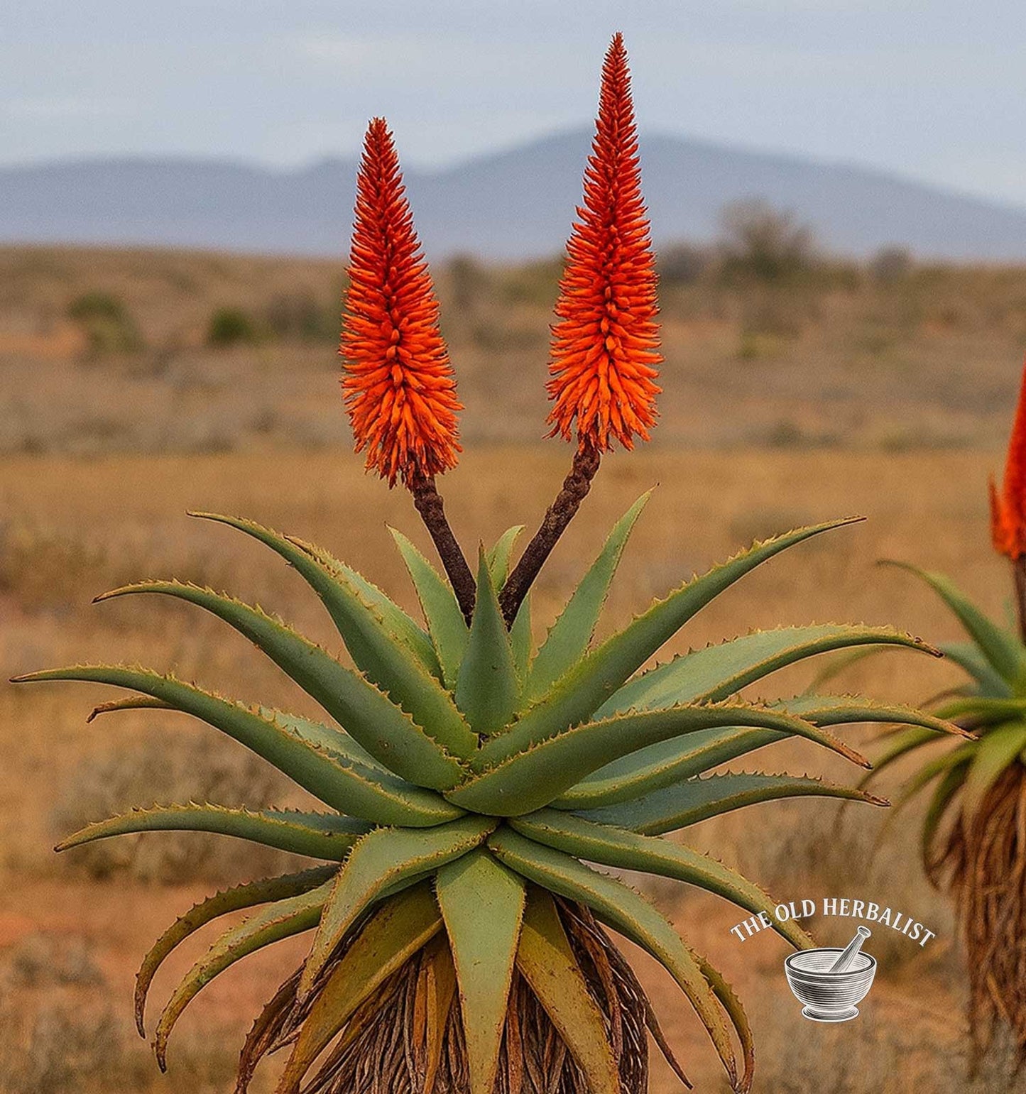 Aloe Cape Resin Crystals – Aloe ferox