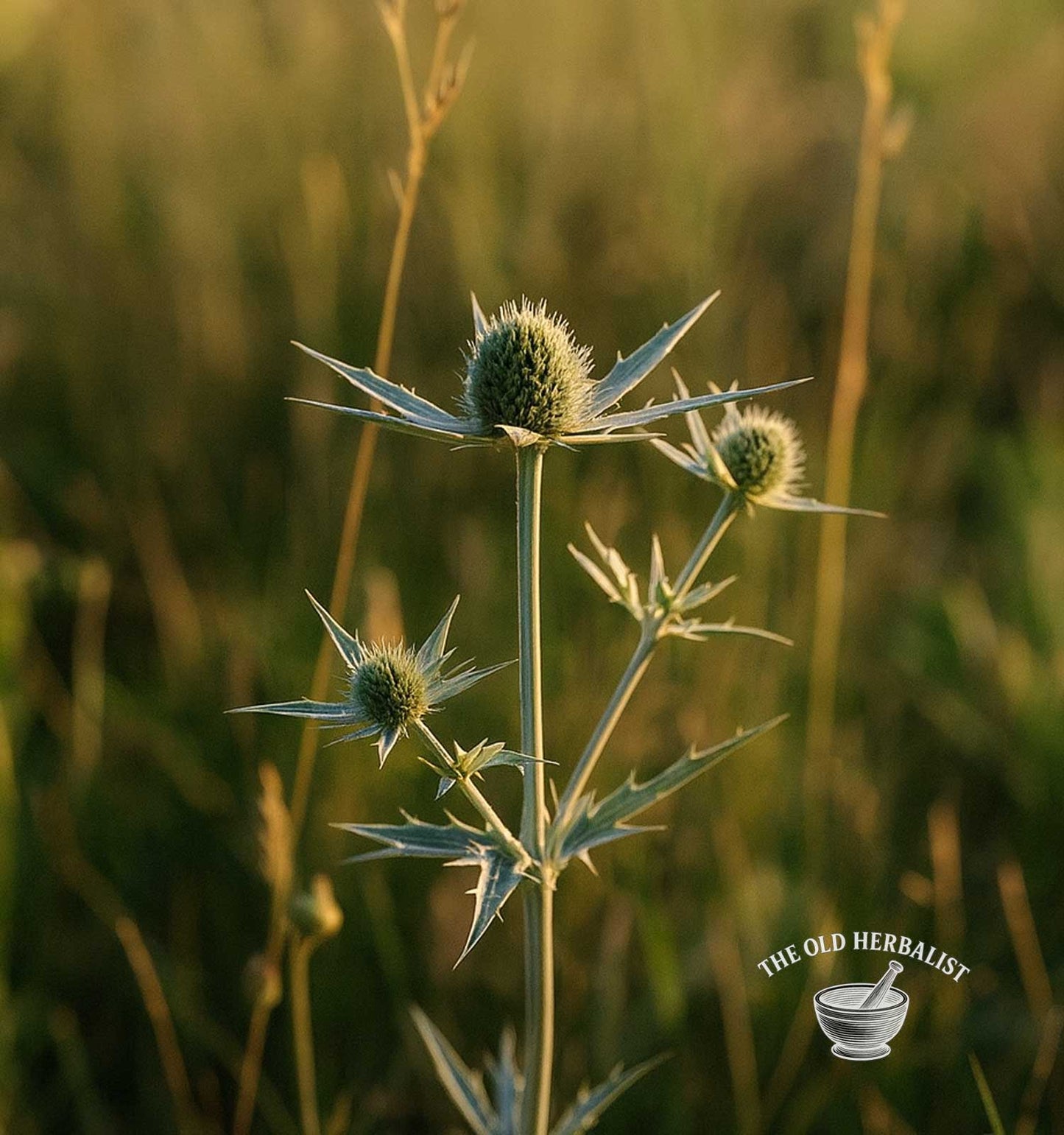 Field Eryngo Herb – Eryngium campestre