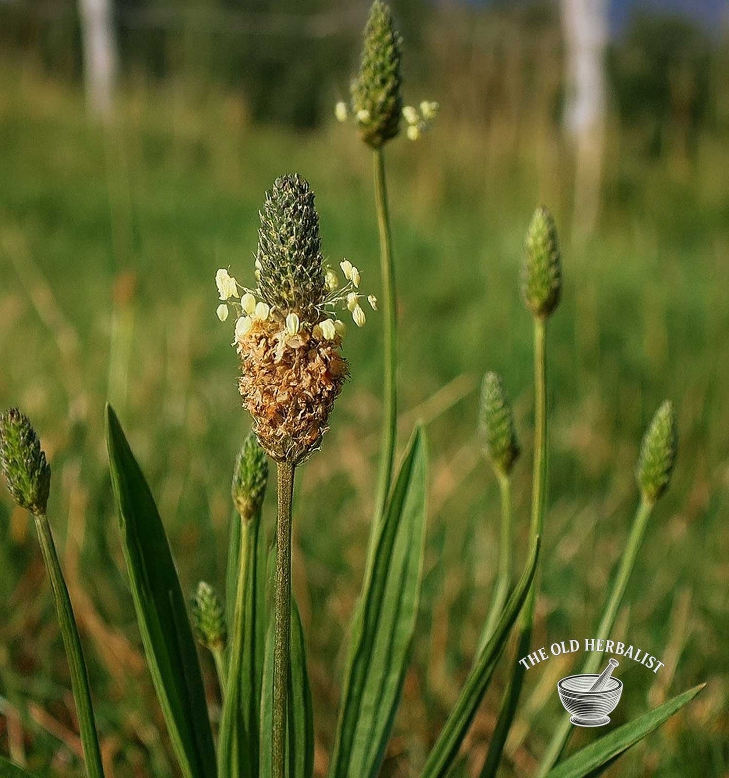 Psyllium Husk Seeds – Plantago ovata