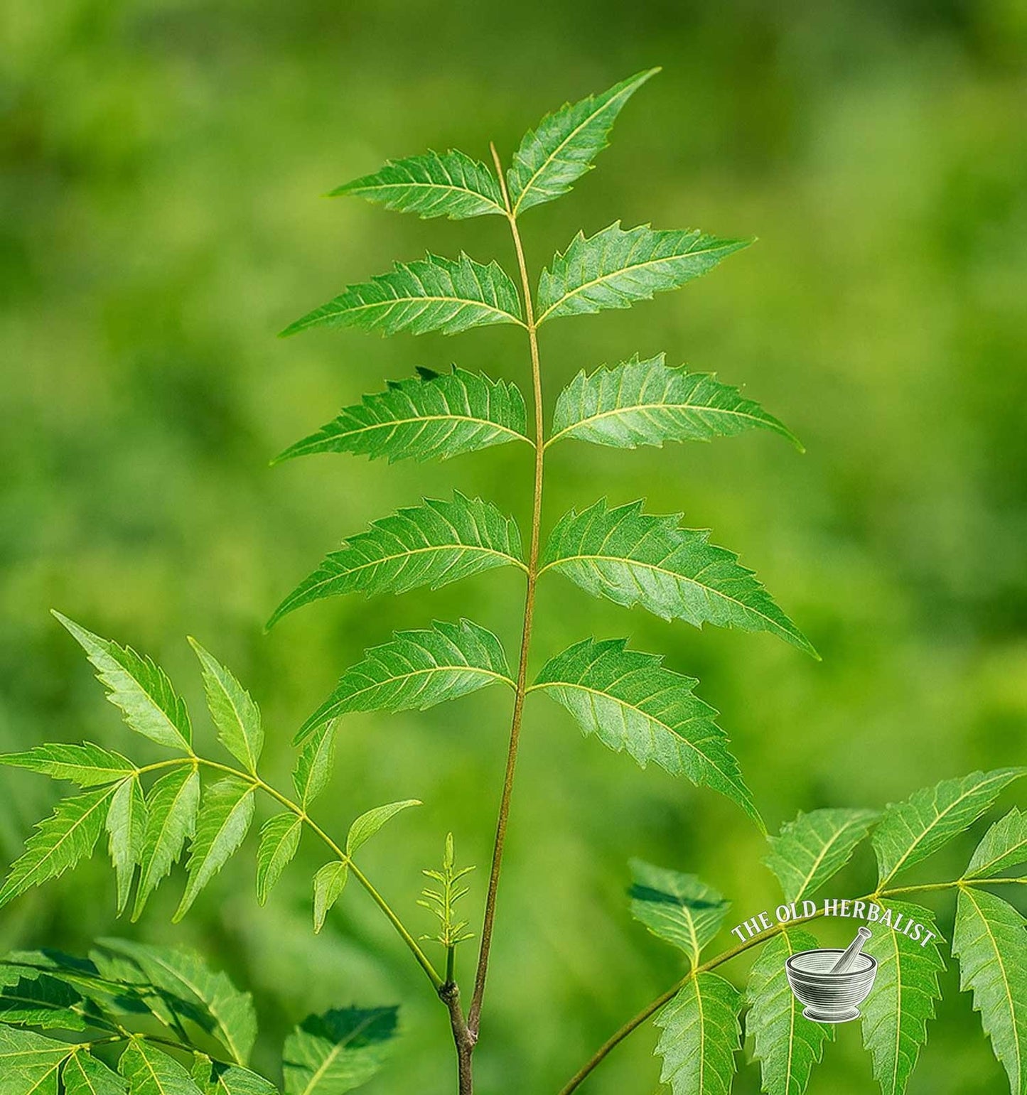 Neem Leaf – Azadirachta indica
