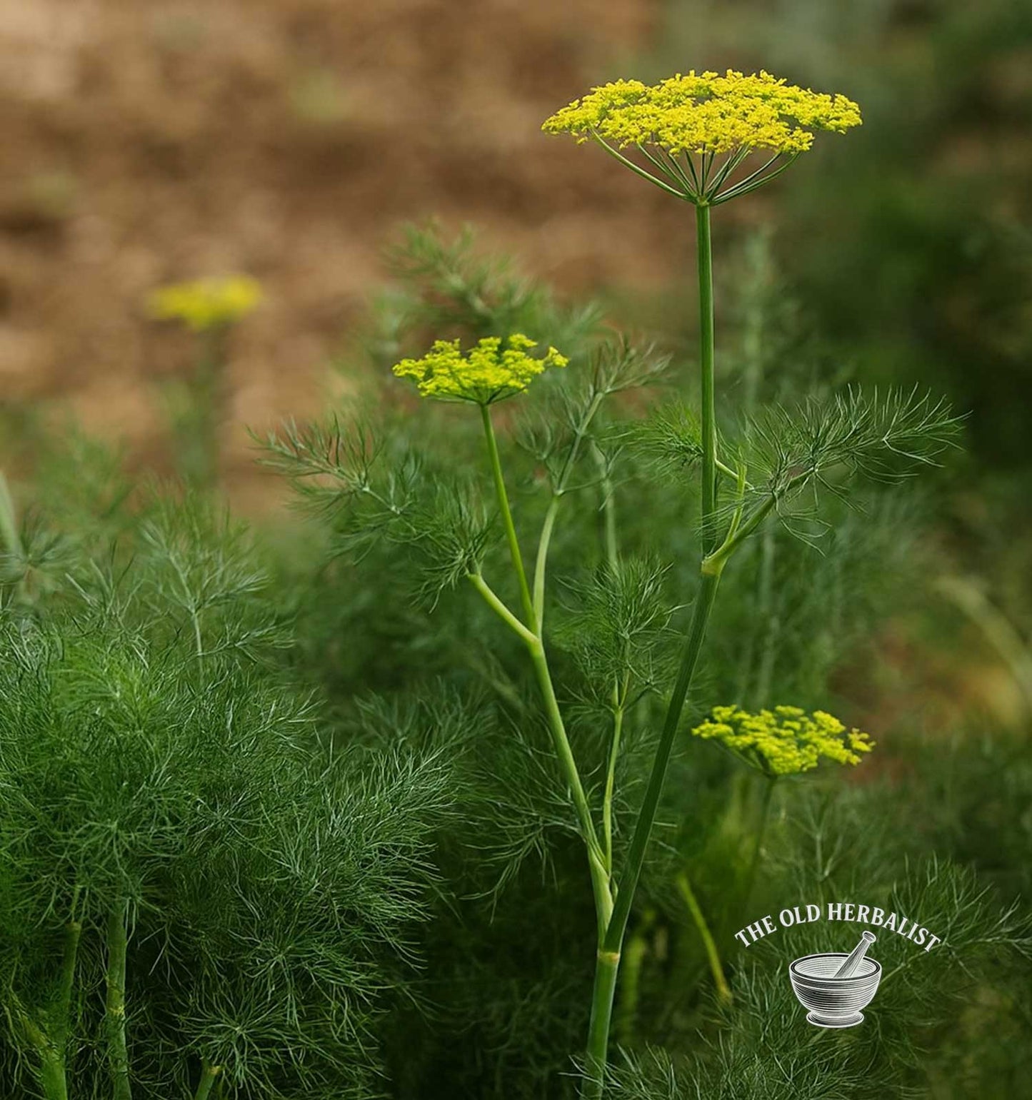 Fennel Seeds Powder – Foeniculum vulgare