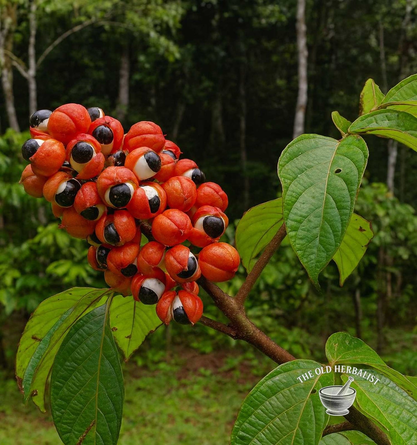 Guarana Seeds Powder – Paullinia cupana