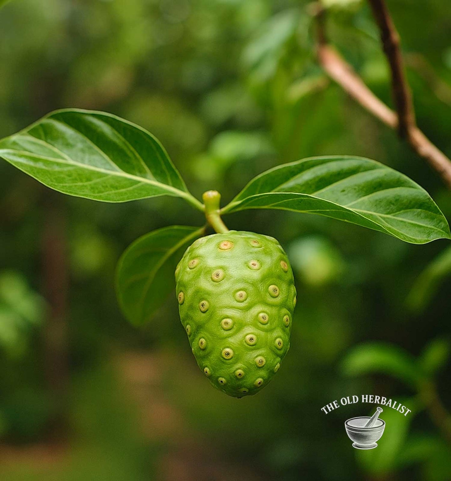 Noni Berries – Morinda citrifolia