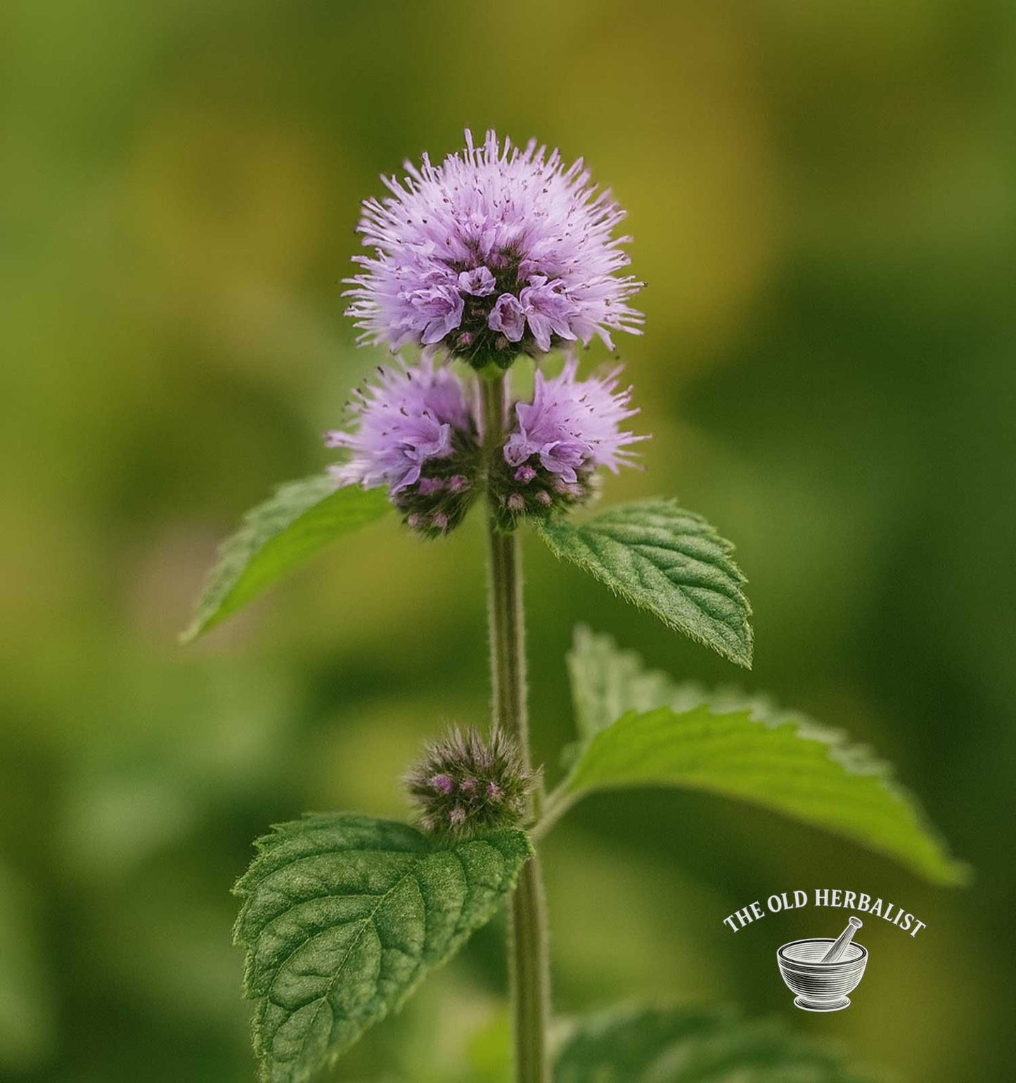 Water Mint Herb – Mentha aquatica