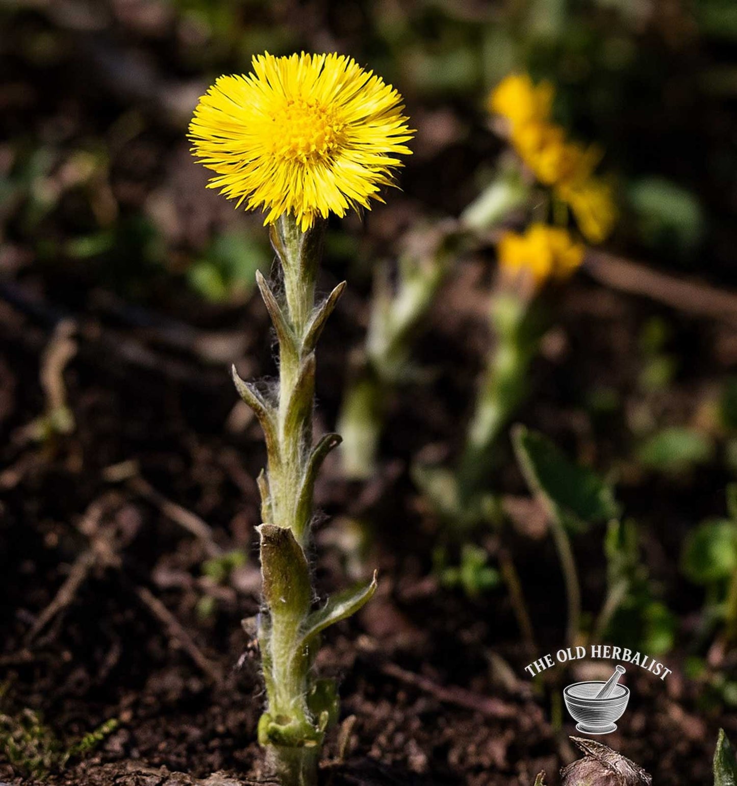 Coltsfoot Leaf – Tussilago farfara