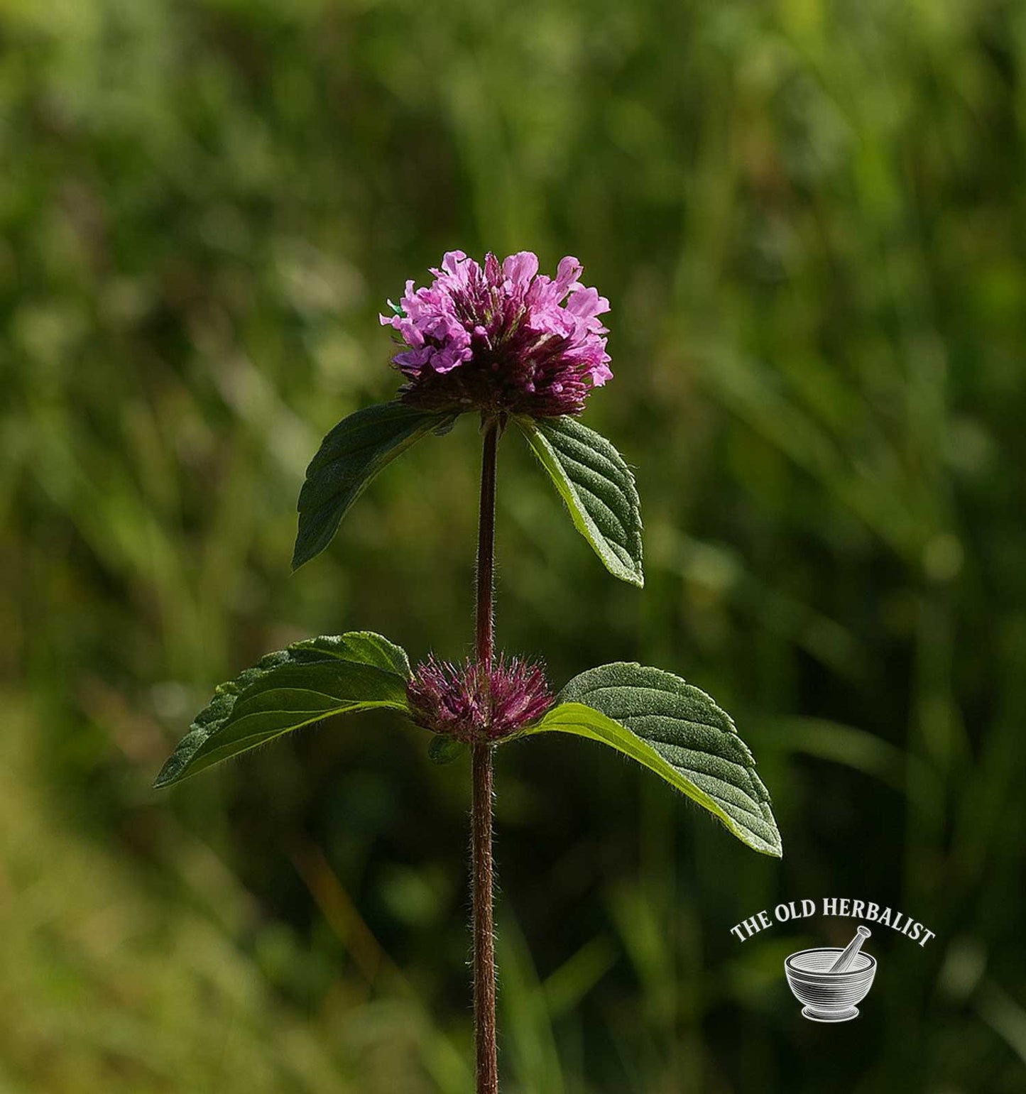 Wild Basil – Clinopodium vulgare L.