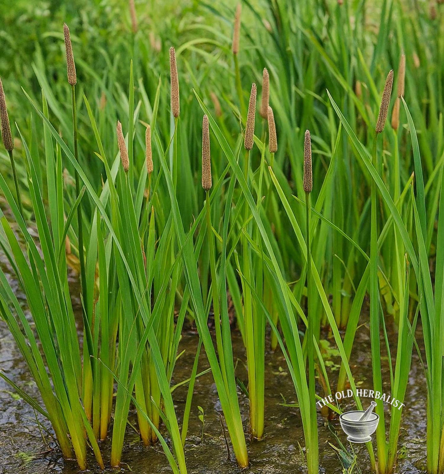 Sweet Flag Root – Acorus calamus L.