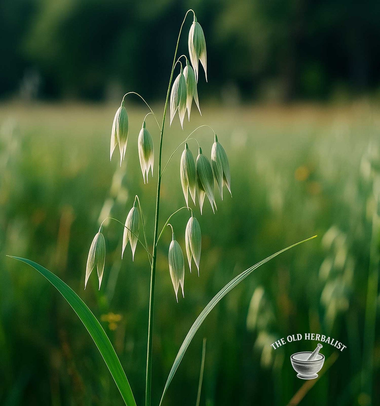 Oatstraw – Avena sativa