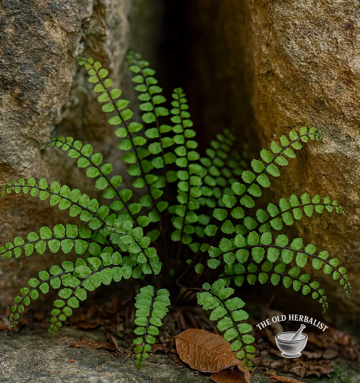 Maidenhair Spleenwort – Asplenium trichomanes