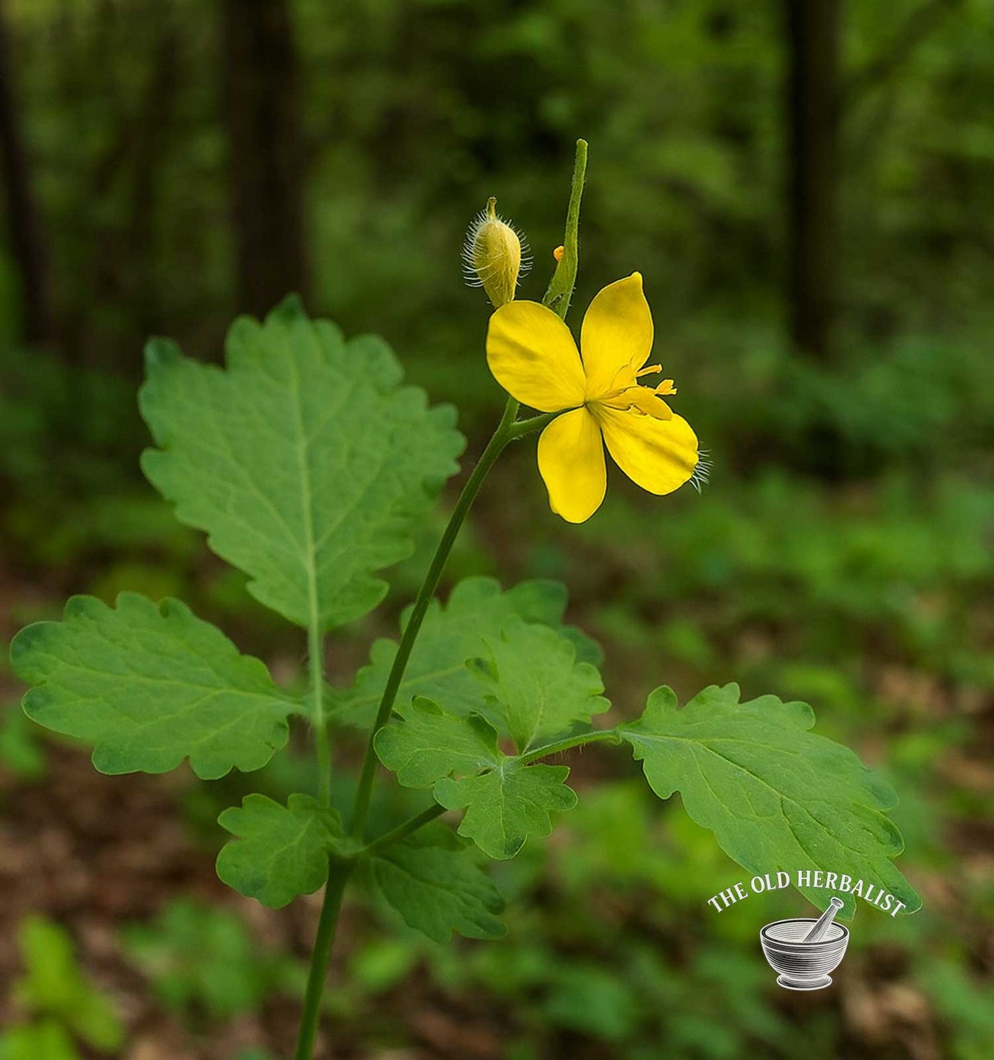 Greater Celandine Herb – Chelidonium majus L.