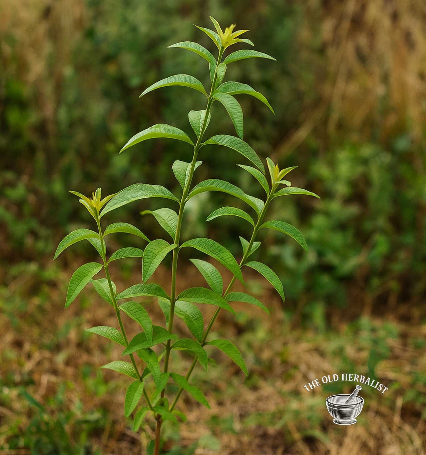 Lemon Verbena – Aloysia citriodora