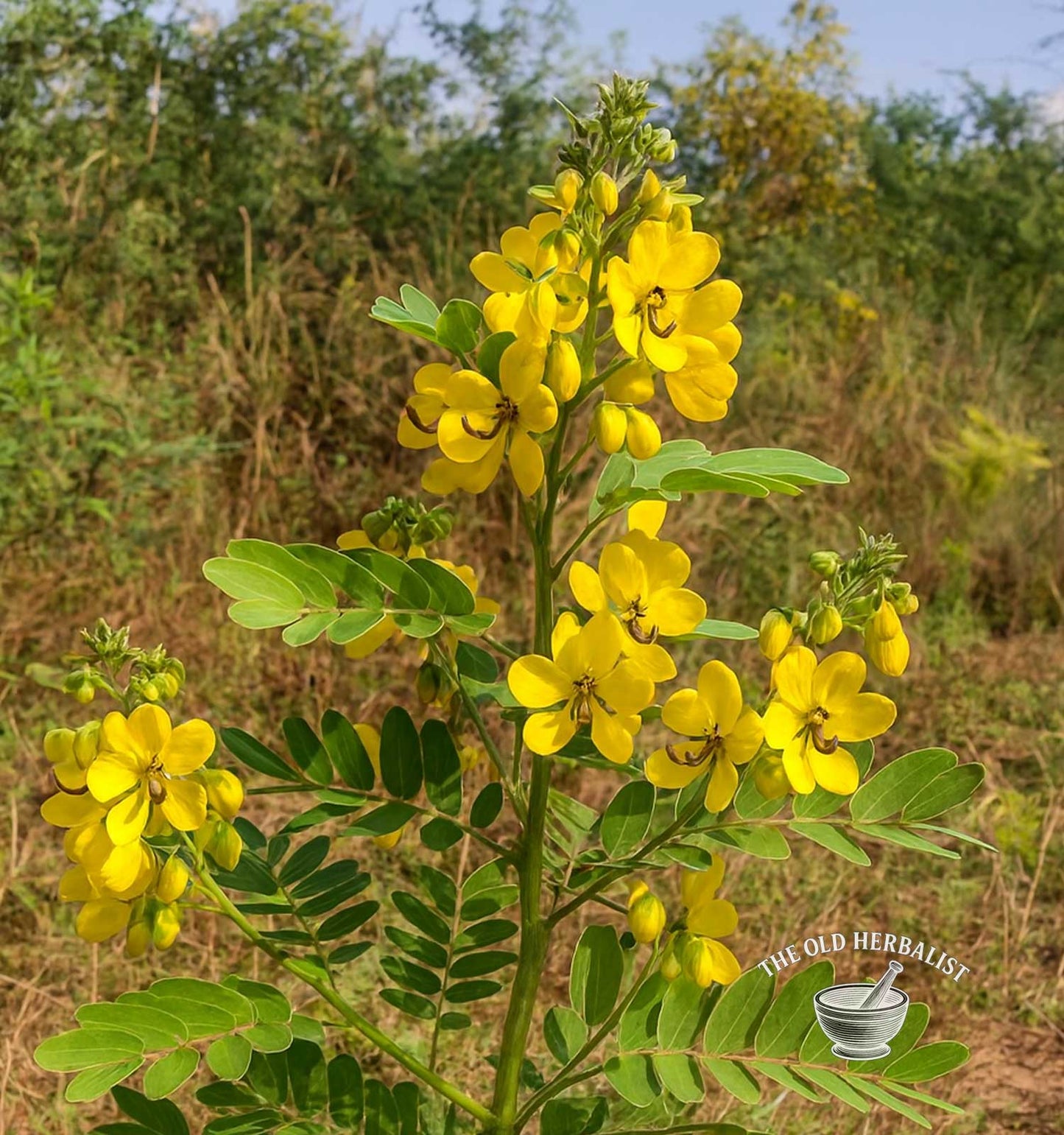 Senna Pods Powder – Cassia angustifolia