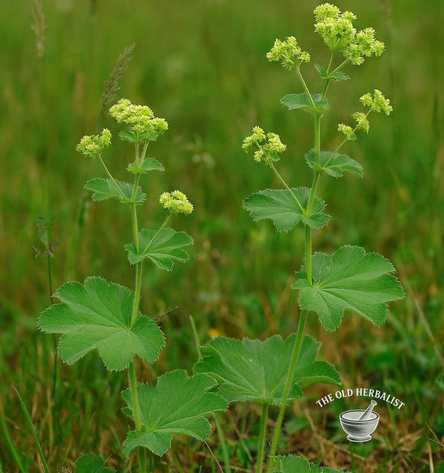 Lady’s Mantle Herb – Alchemilla vulgaris