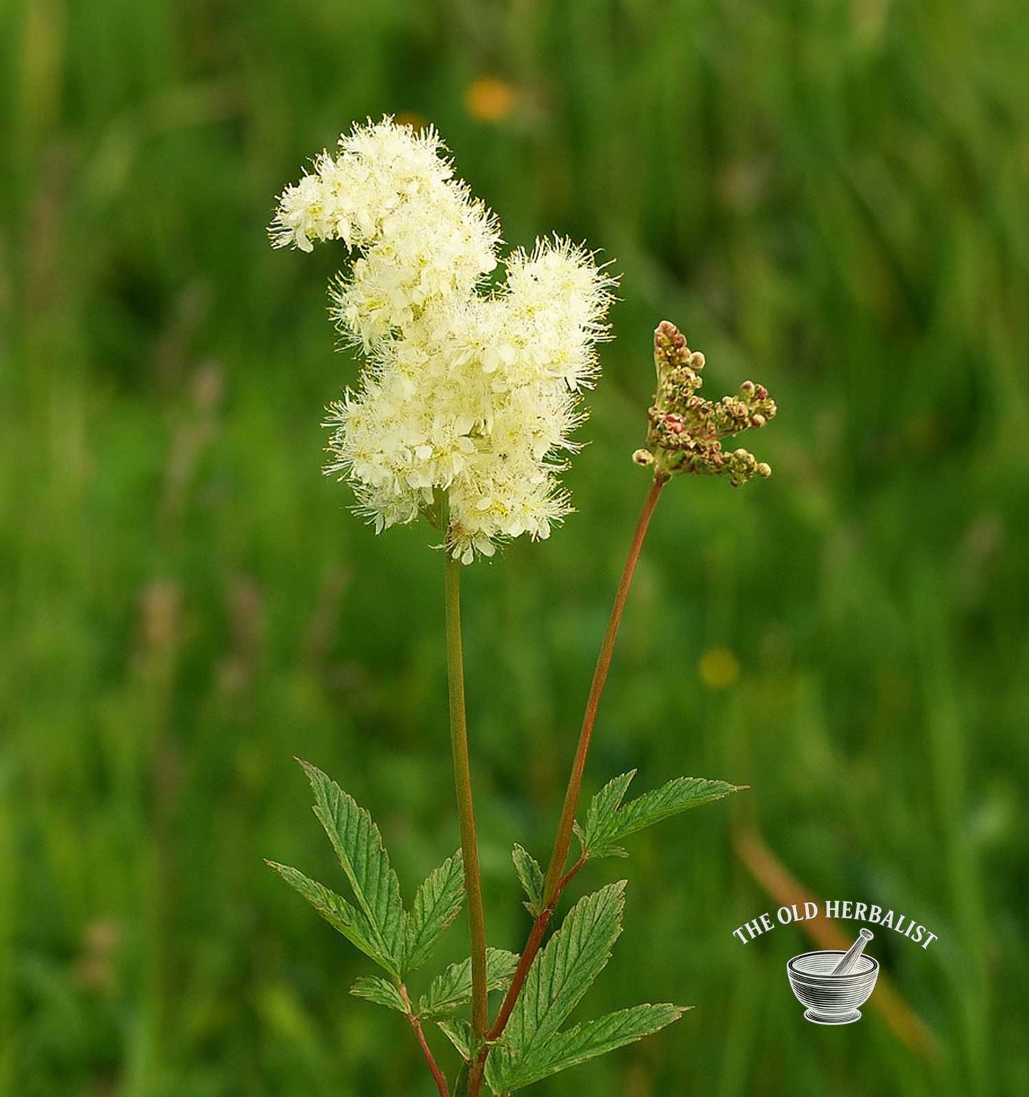 Meadowsweet Herb – Filipendula ulmaria