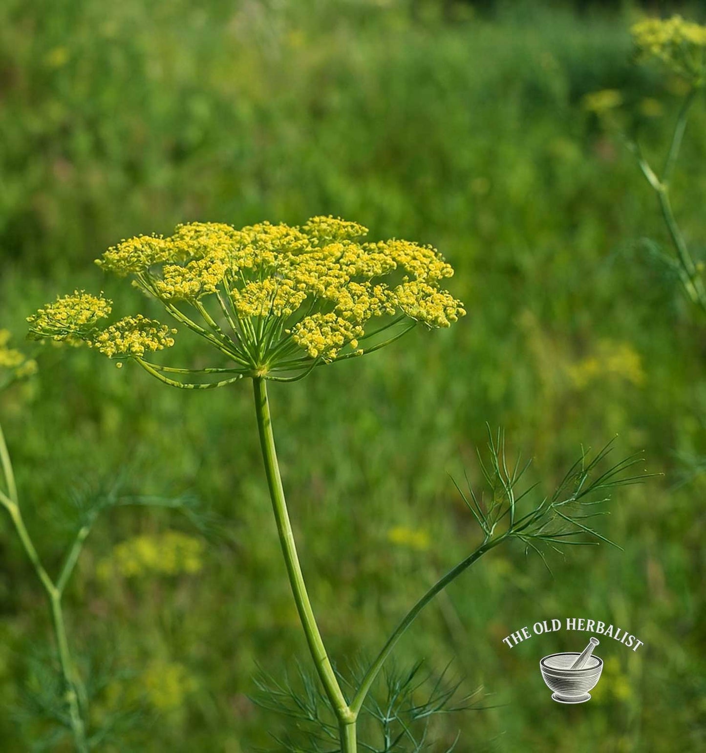 Fennel Seeds – Foeniculum vulgare
