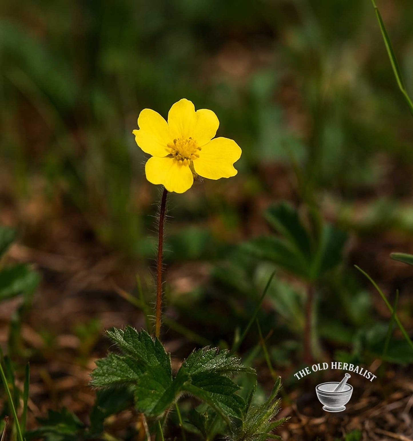 Tormentil Herb – Potentilla erecta