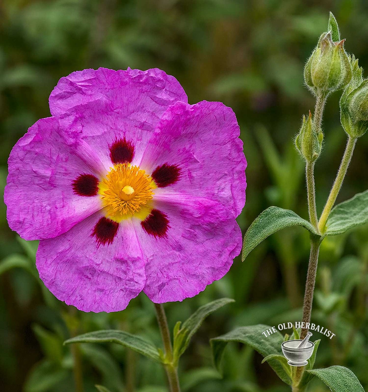 Rock Rose Herb – Cistus incanus