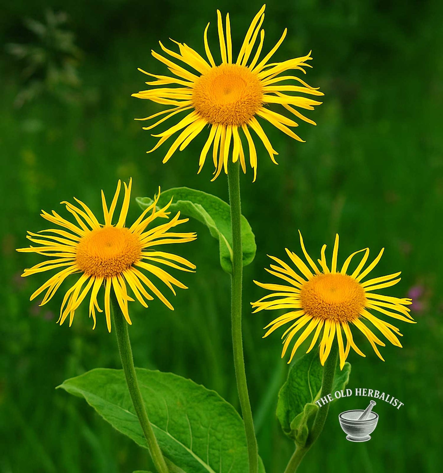 Elecampane Root – Inula helenium