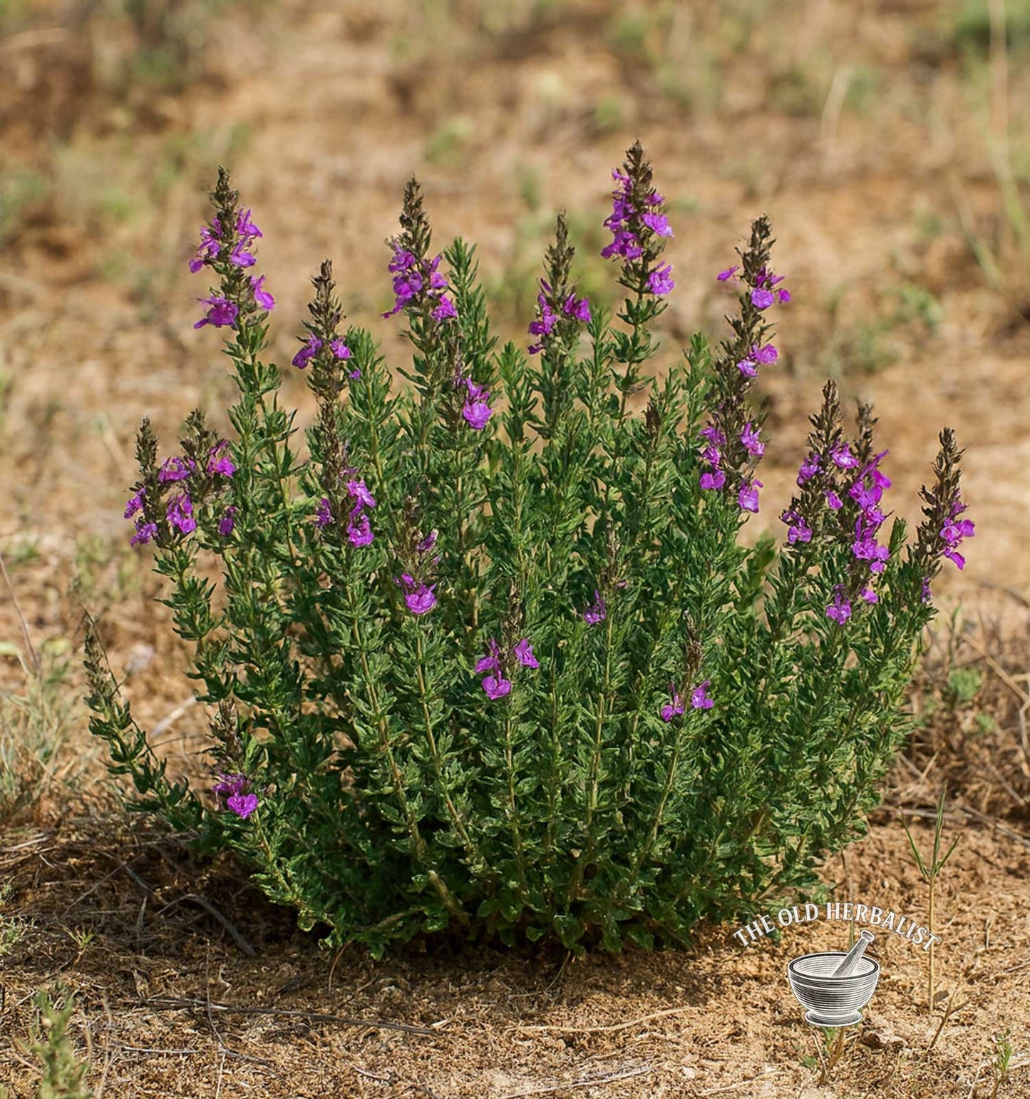 Wall Germander Herb – Teucrium chamaedrys