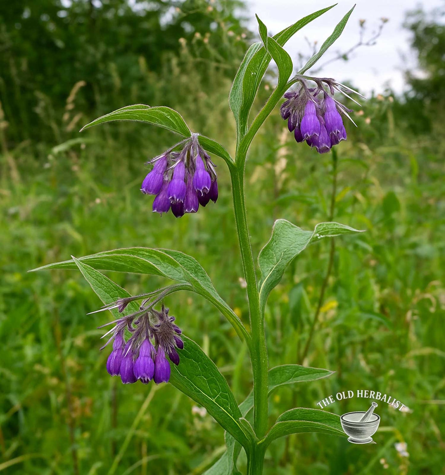 Comfrey Root Powder – Symphytum officinale