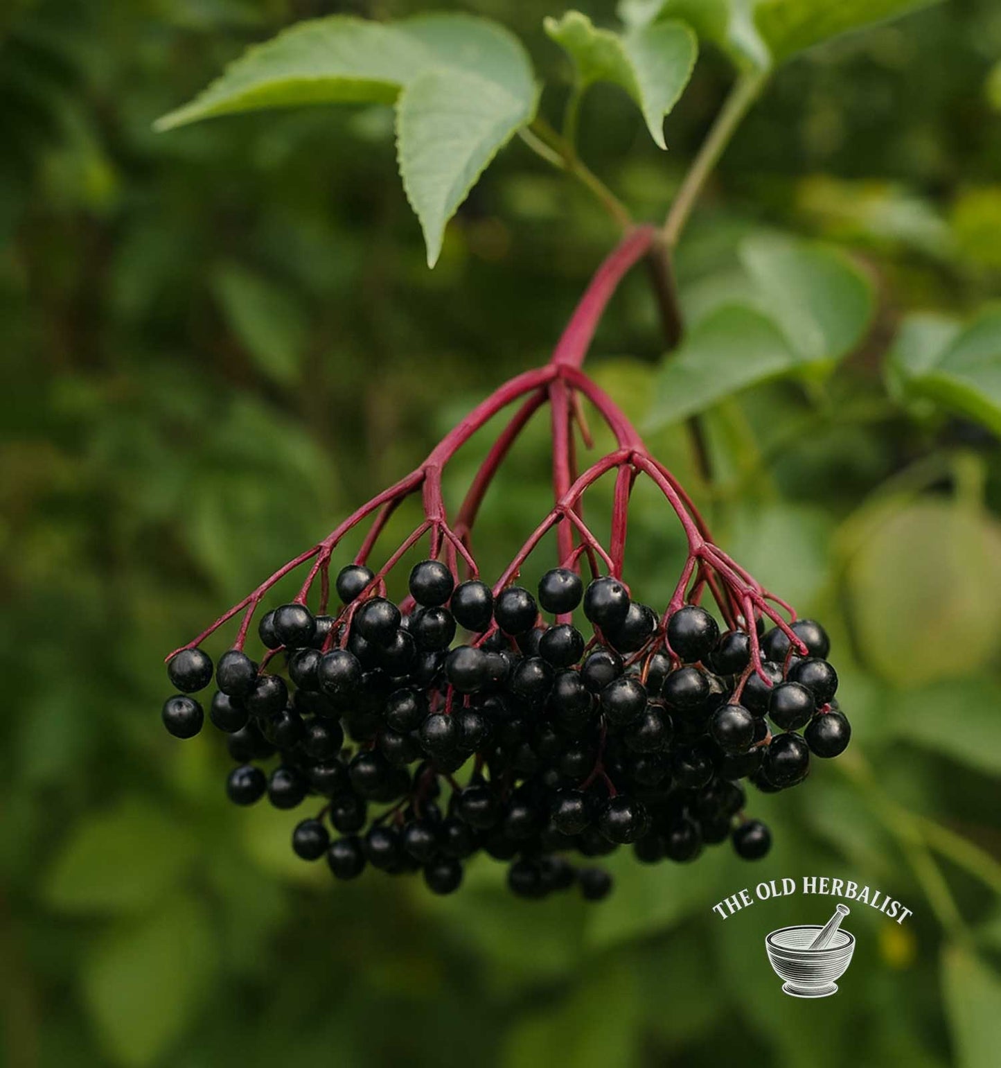Elderberries – Sambucus nigra
