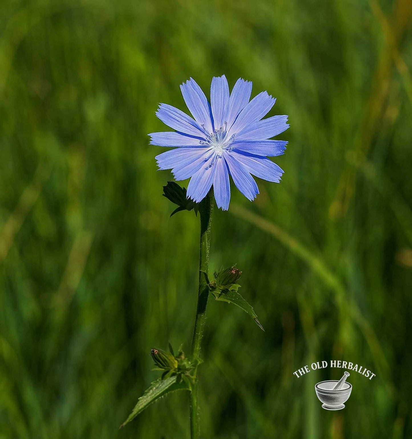 Chicory Herb – Cichorium intybus