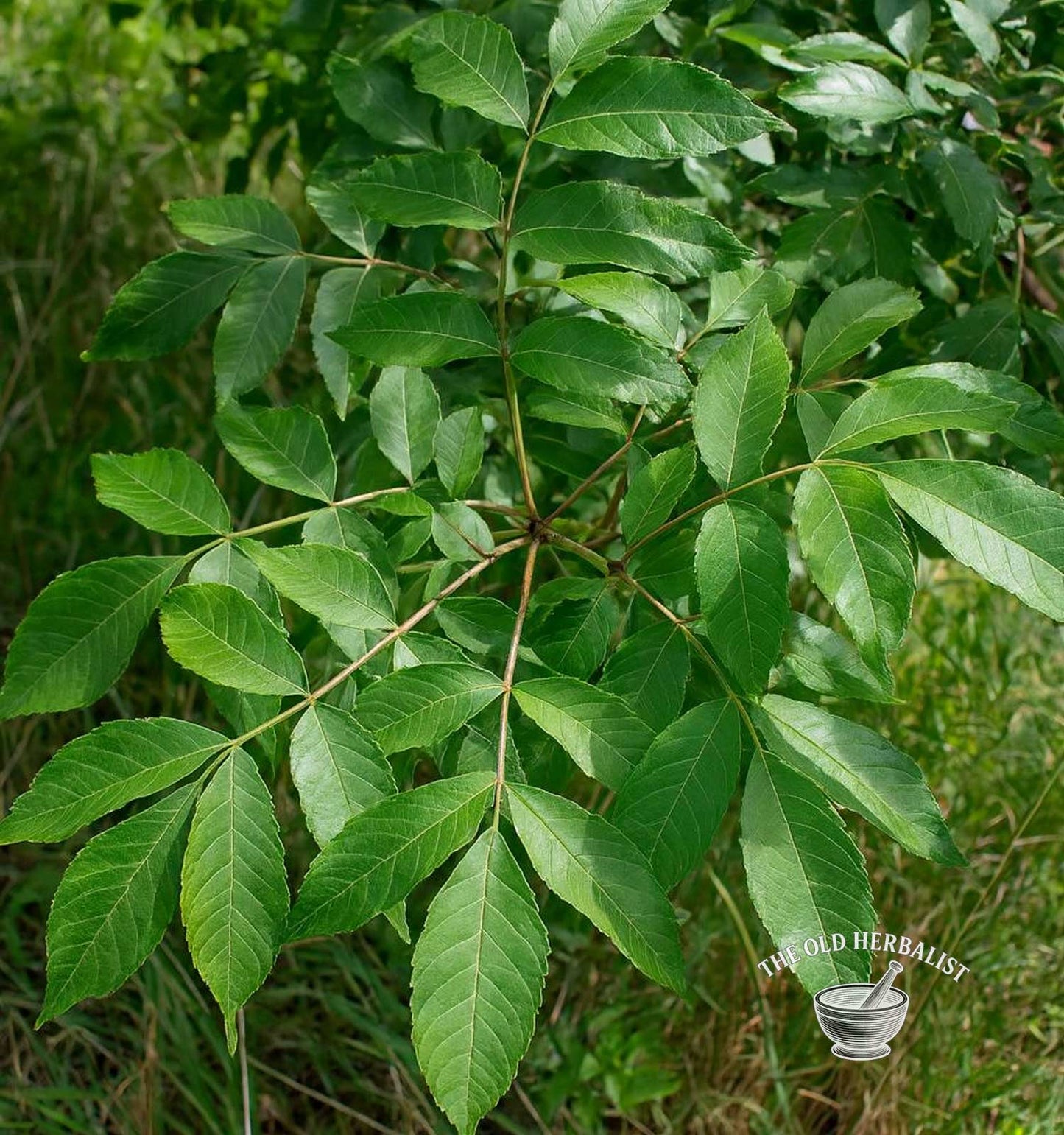 Ash Leaf – Fraxinus excelsior