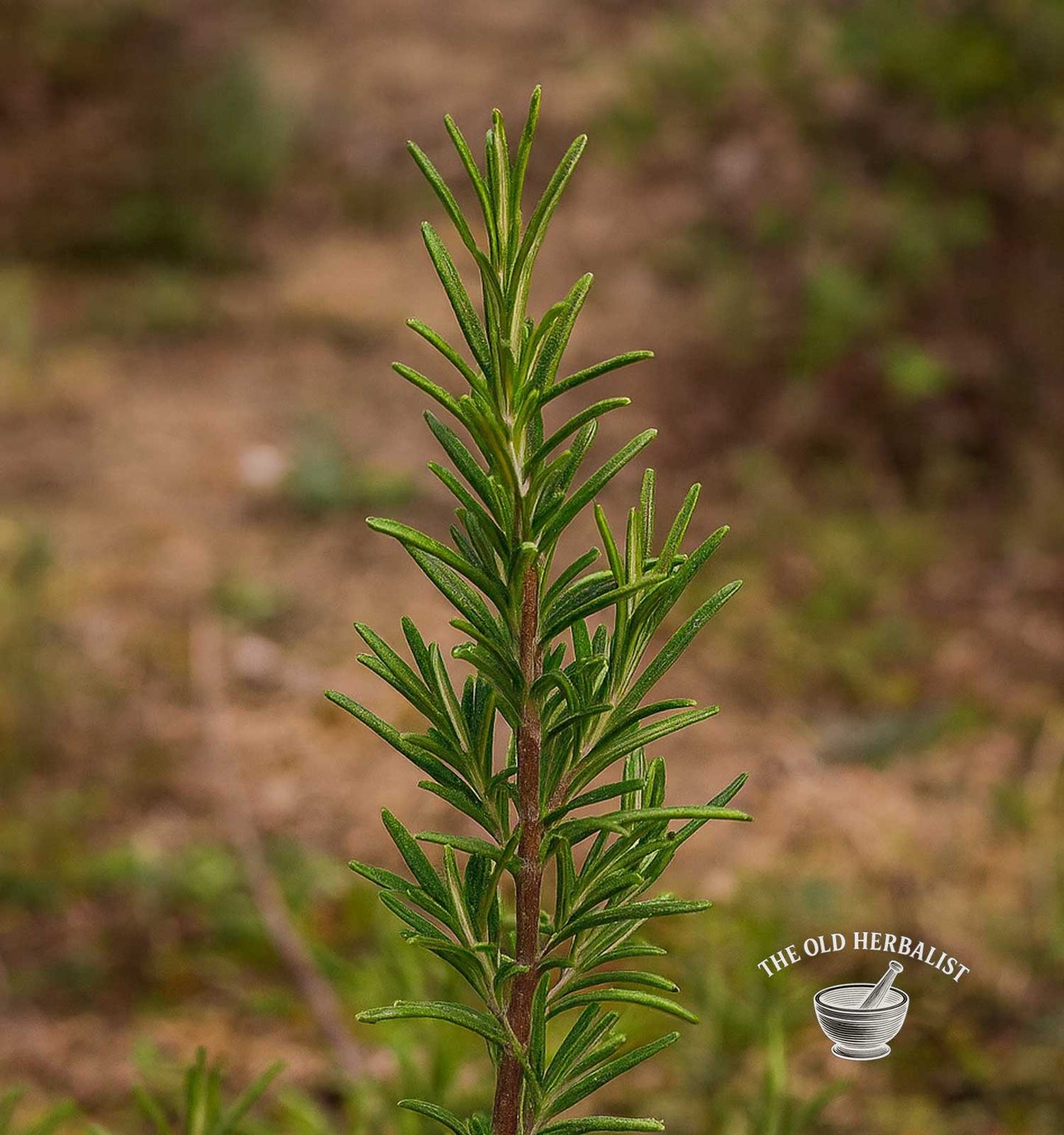 Rosemary Leaves – Rosmarinus officinalis