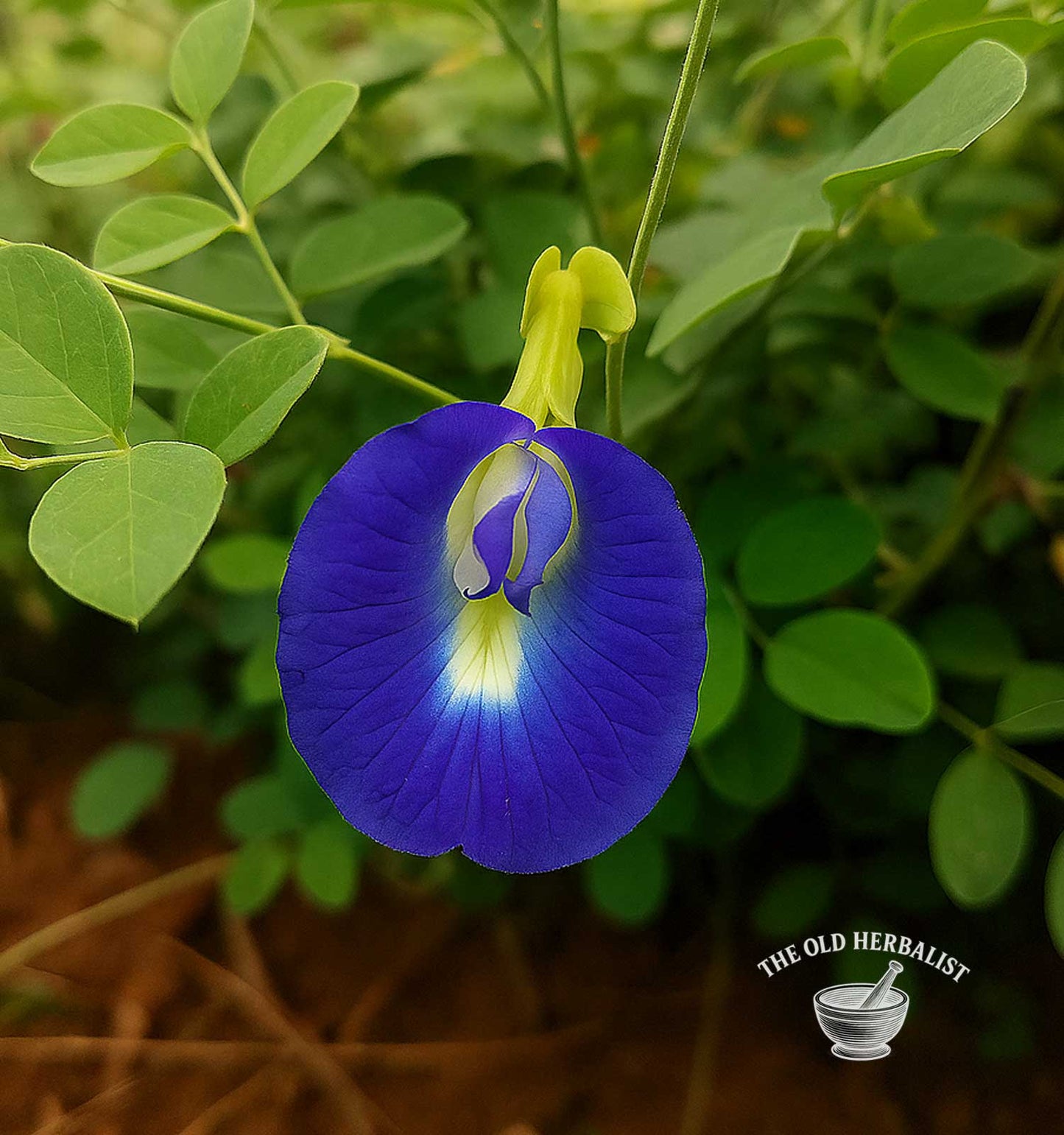 Butterfly Pea Flower – Clitoria ternatea