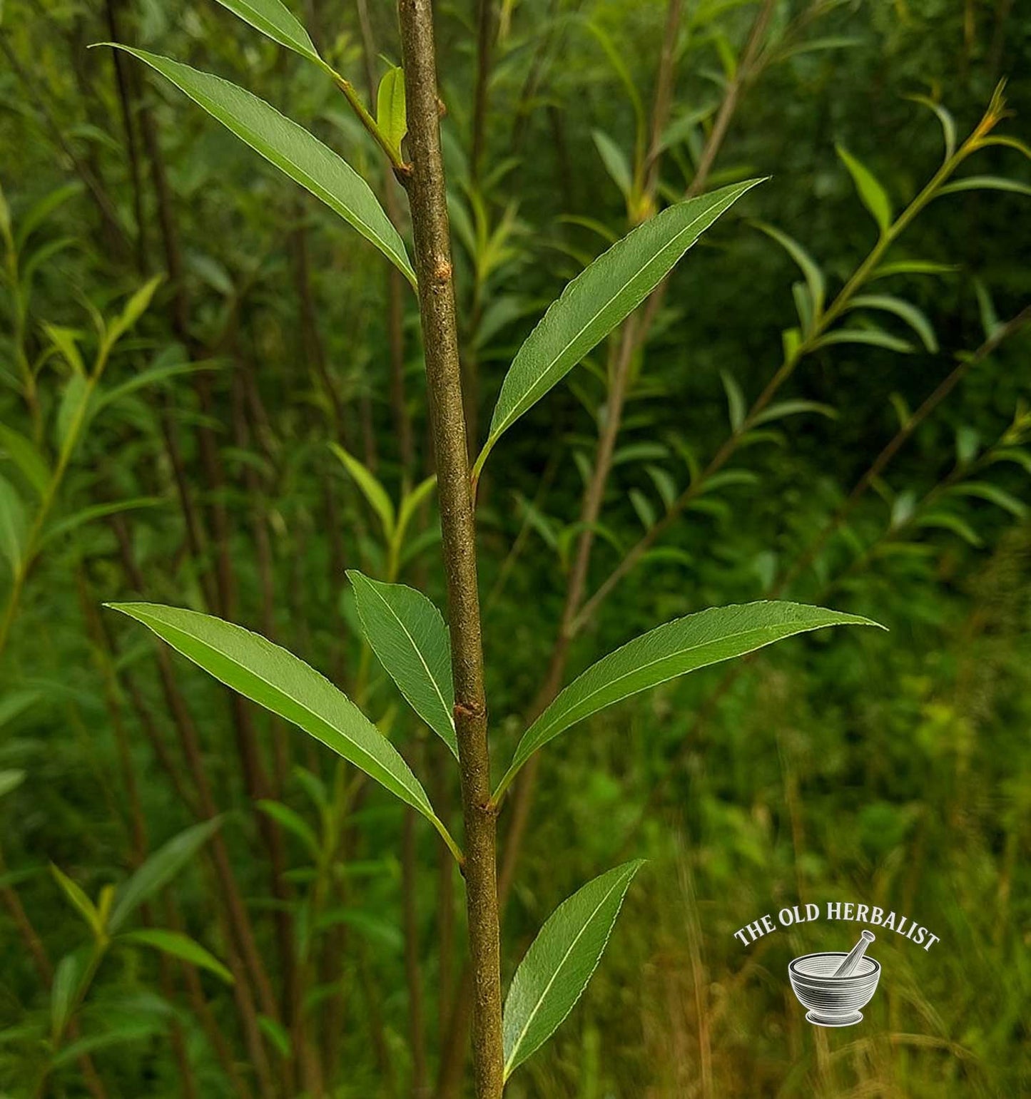 White Willow Bark – Salix alba