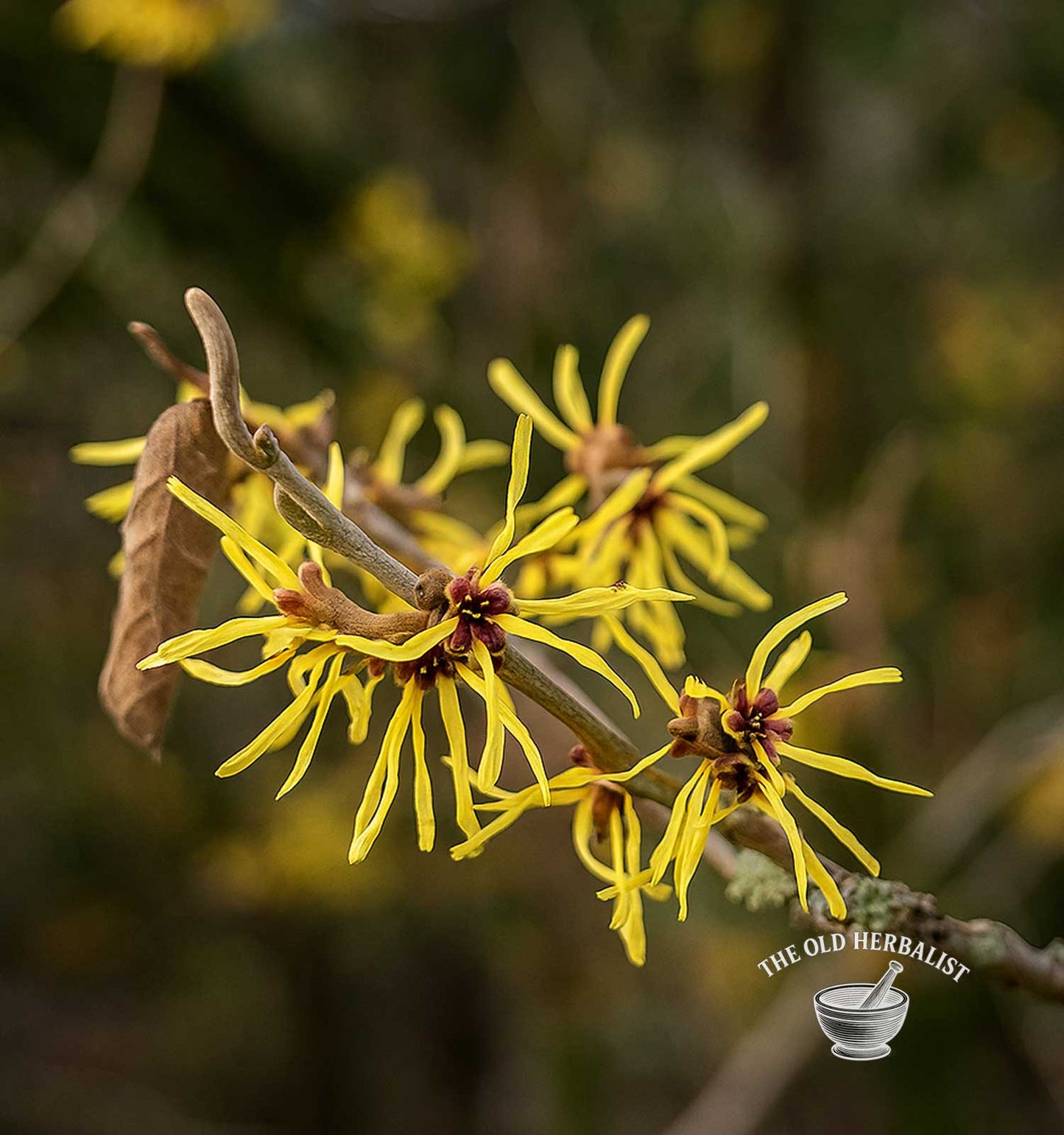 Loose witch hazel bark pieces for traditional herbal use.