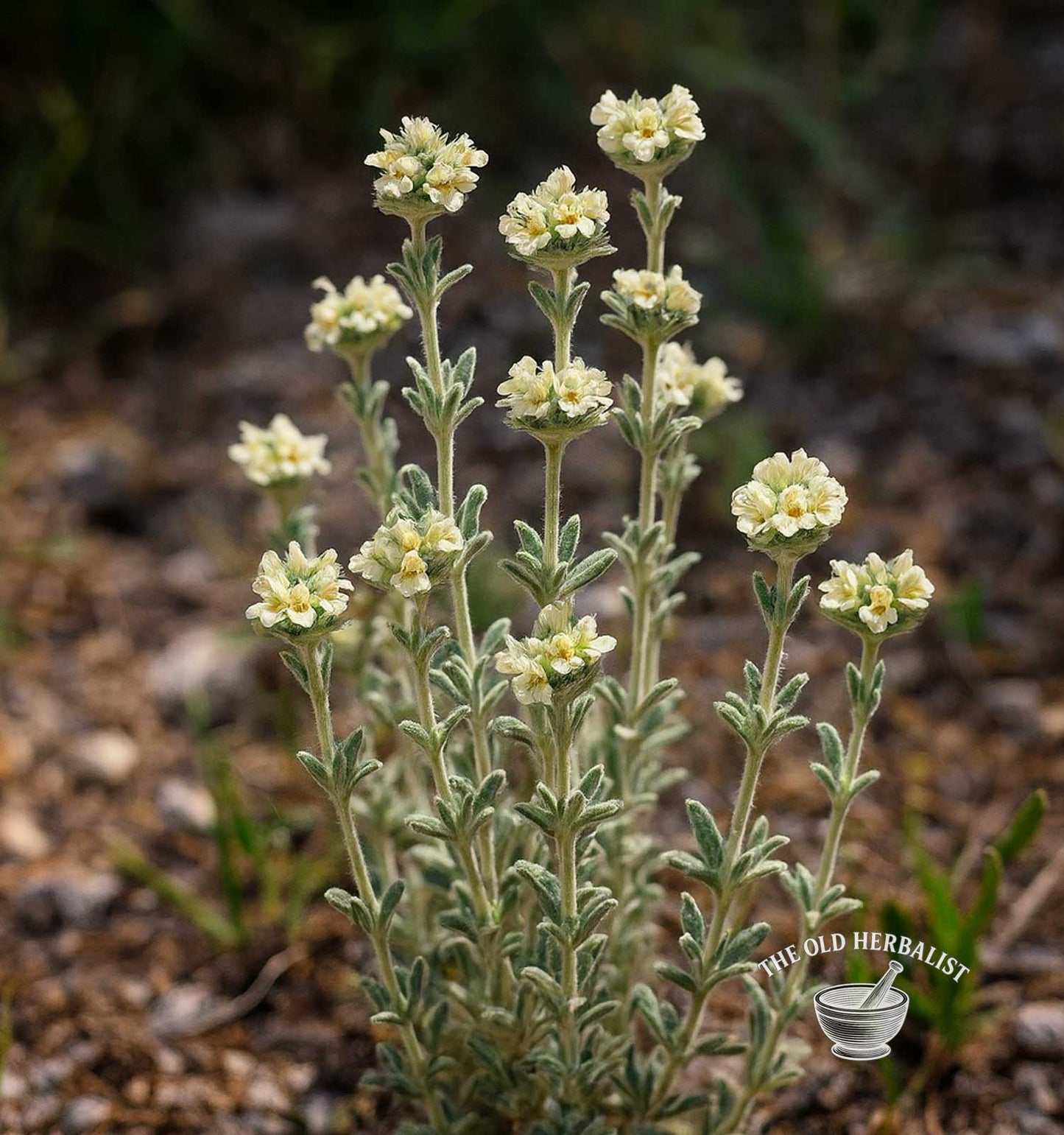 Felty Germander – Teucrium polium