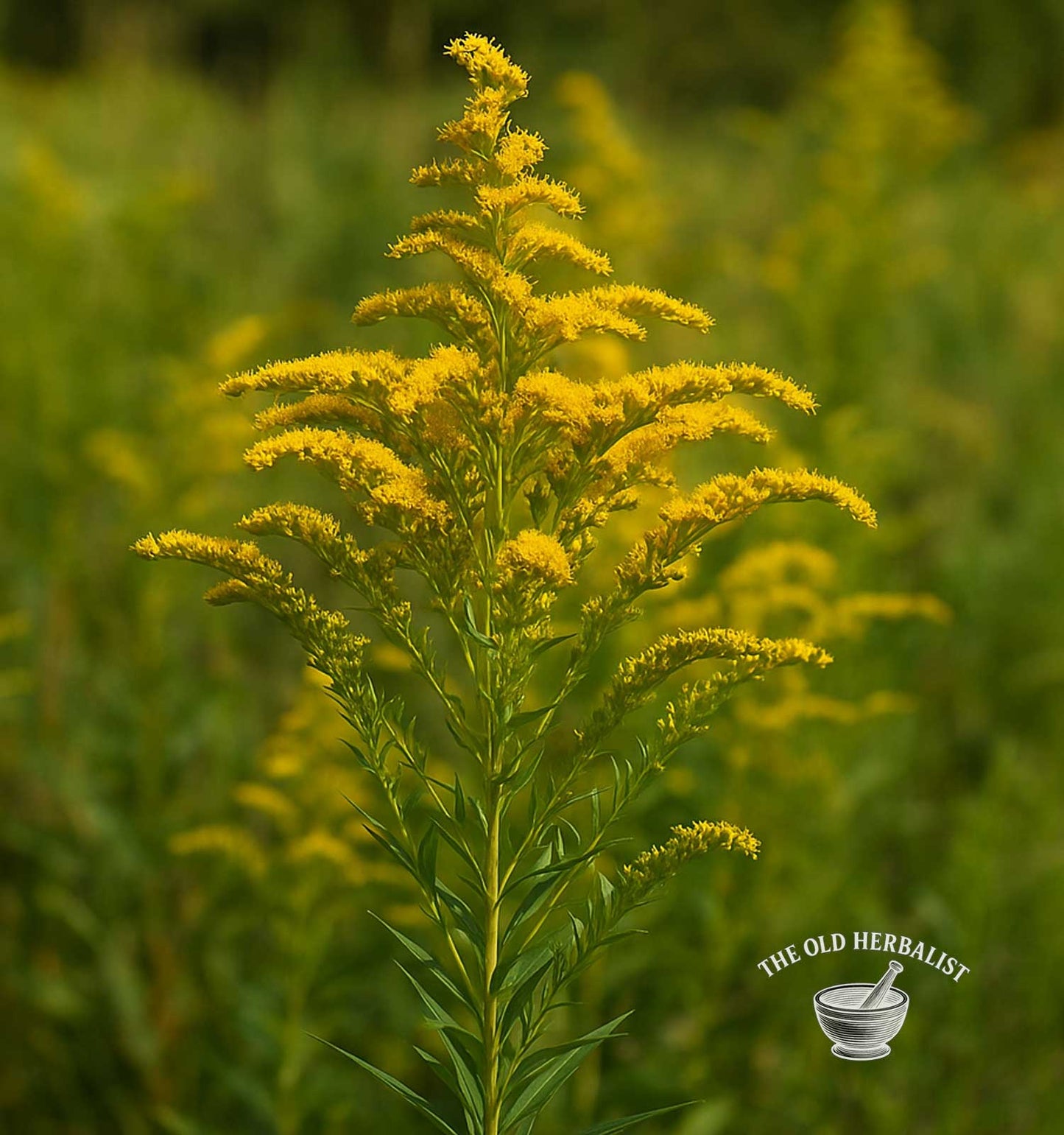Yellow flower with green leaves against a blurred green background, featuring 'The Old Herbalist' logo.