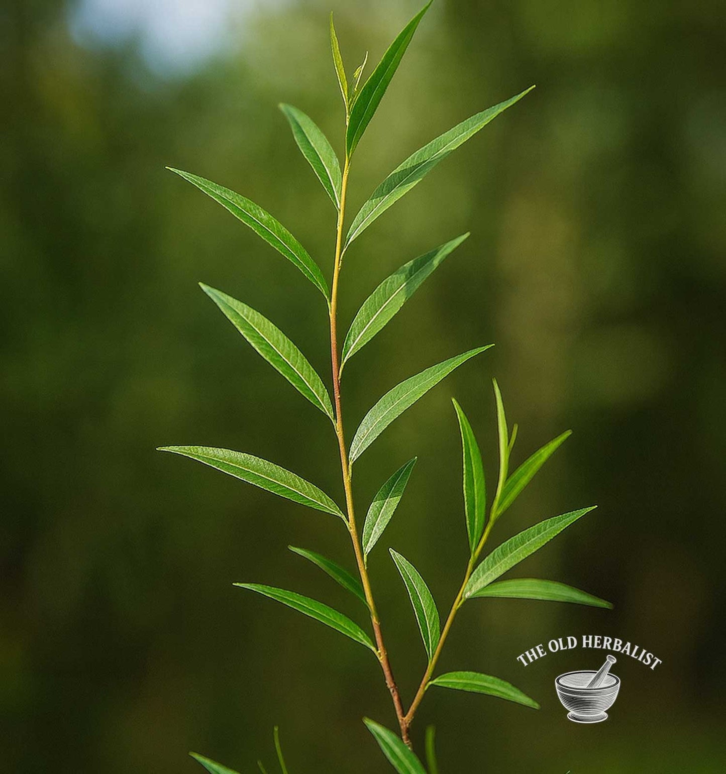 White Willow Leaf – Salix alba