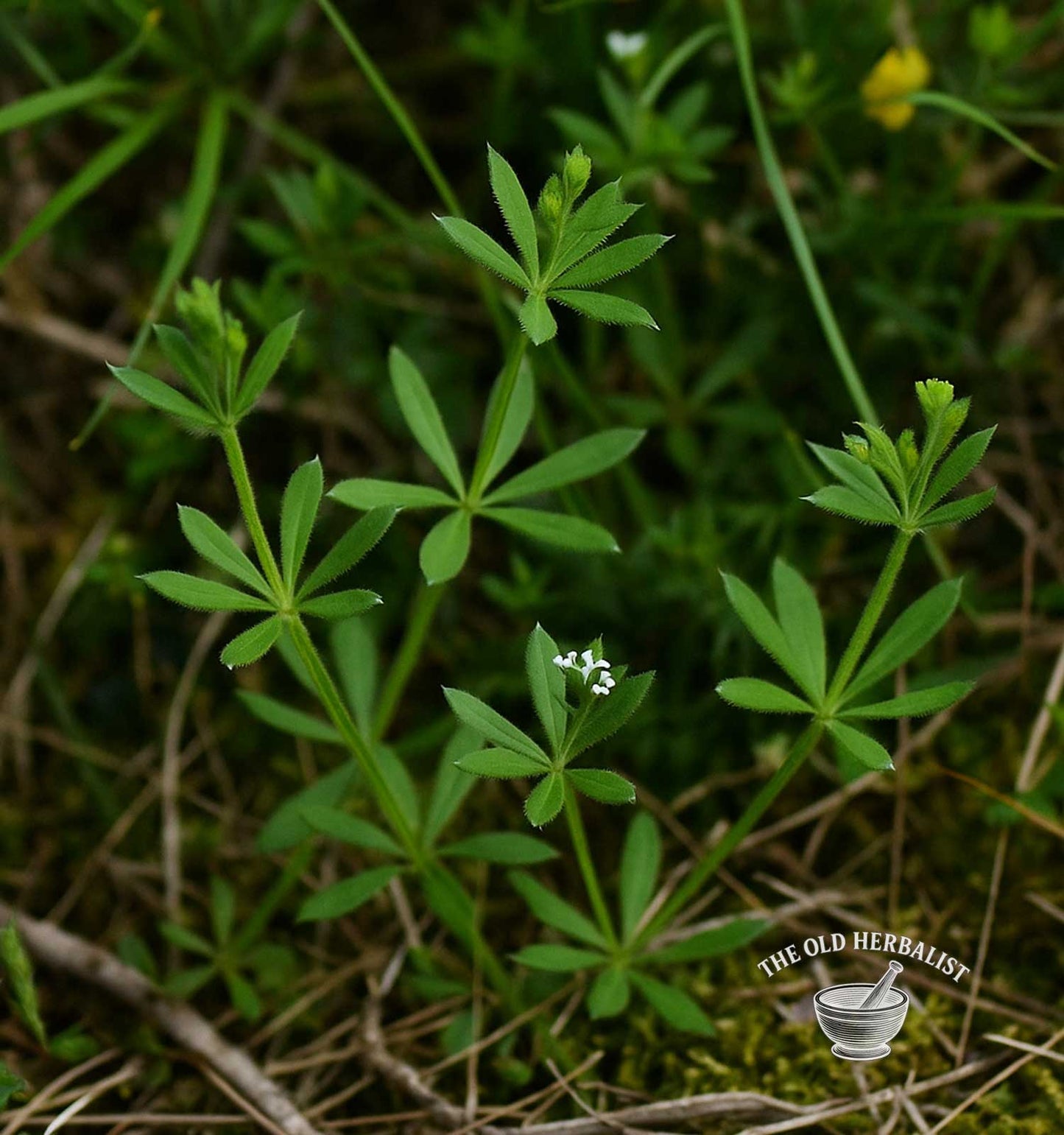 Cleavers Herb – Galium aparine