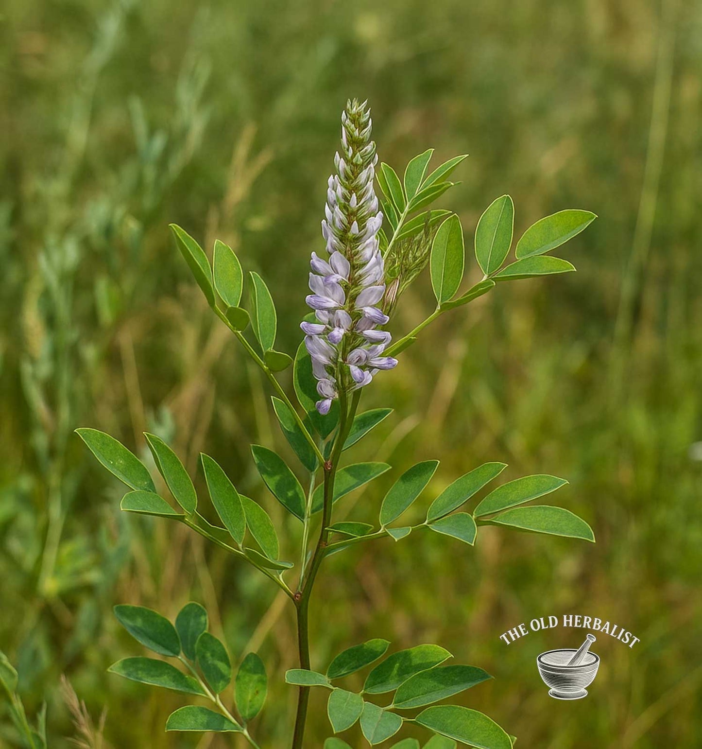 Flowering plant with green leaves against a blurred natural background