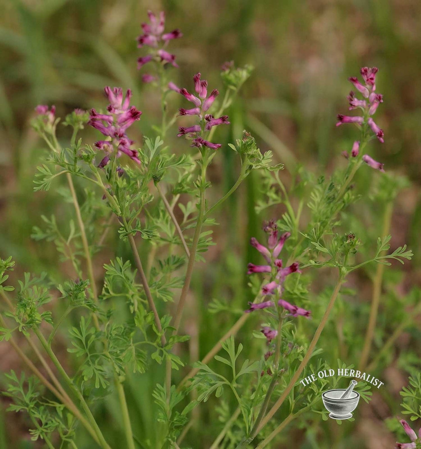 Fumitory Herb – Fumaria officinalis L.