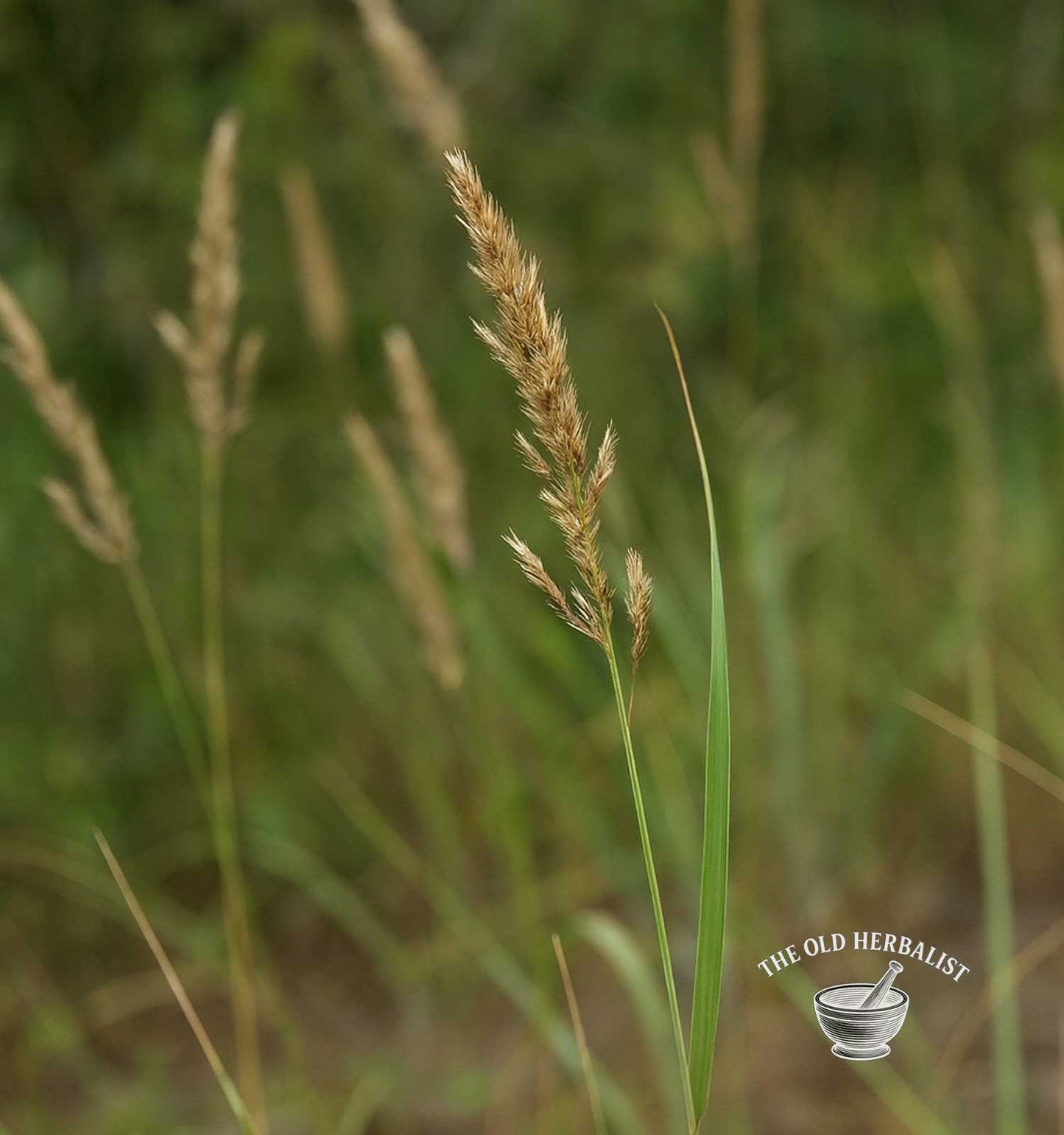 Couch Grass Root – Agropyron repens