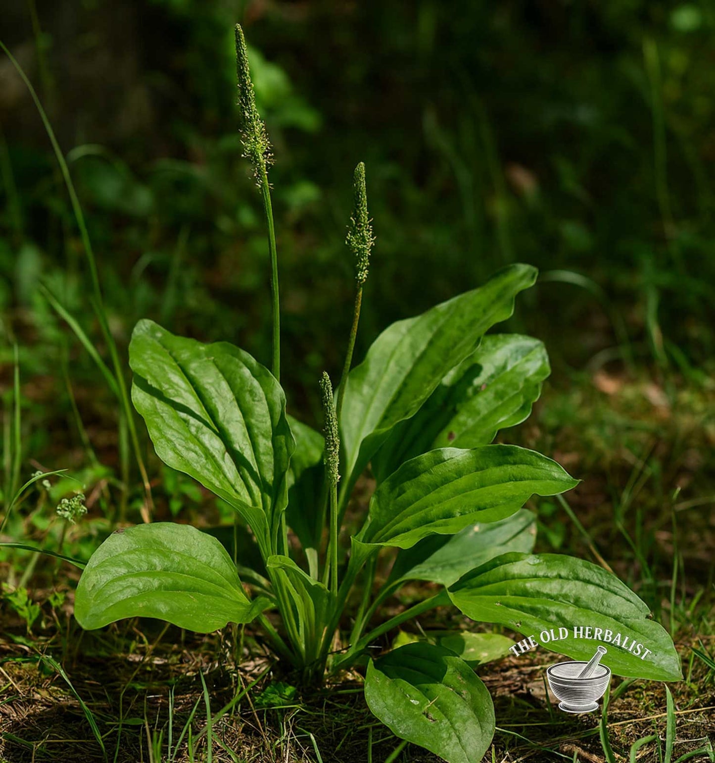 Plantain Leaf – Plantago lanceolata L.