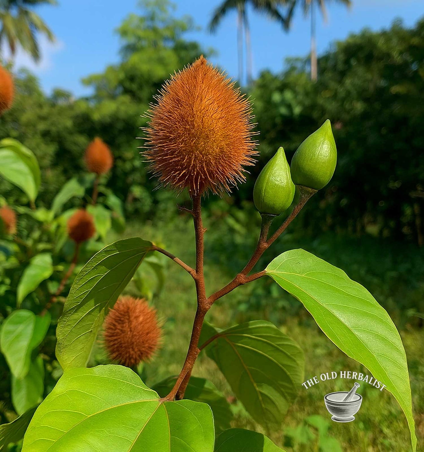 Annatto Seeds Whole – Bixa orellana