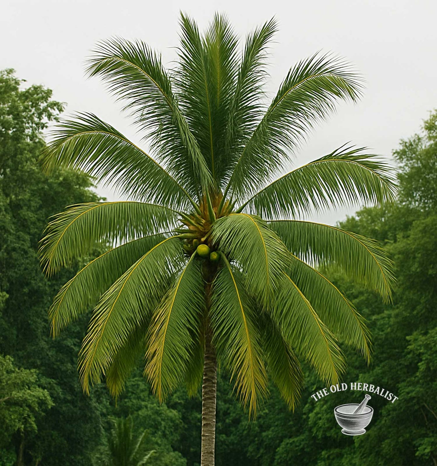 Coconut Milk Powder – Cocos nucifera